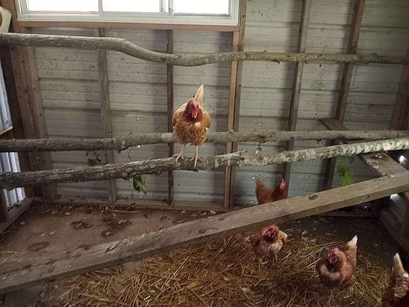 4420 Southeast 1150th Road Collins, MO 64738 - Photo 39 of 92