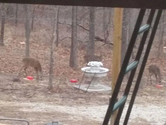 $349,900 | 4420 Southeast 1150th Road, Collins, MO 64738