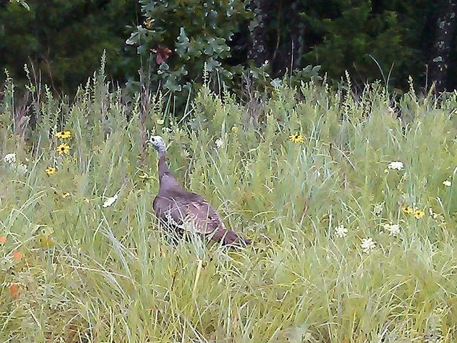 $349,900 | 4420 Southeast 1150th Road, Collins, MO 64738