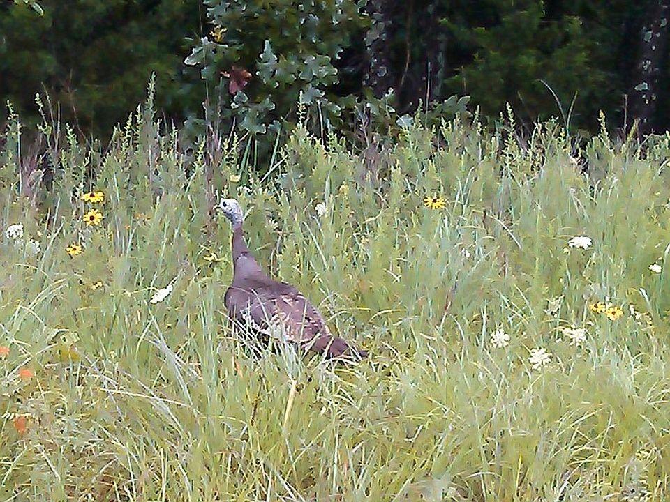 4420 Southeast 1150th Road Collins, MO 64738 - Photo 73 of 92