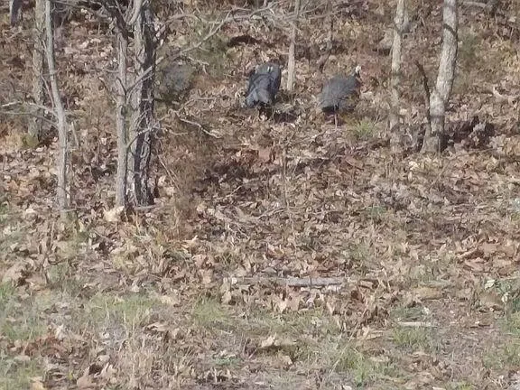 $349,900 | 4420 Southeast 1150th Road, Collins, MO 64738