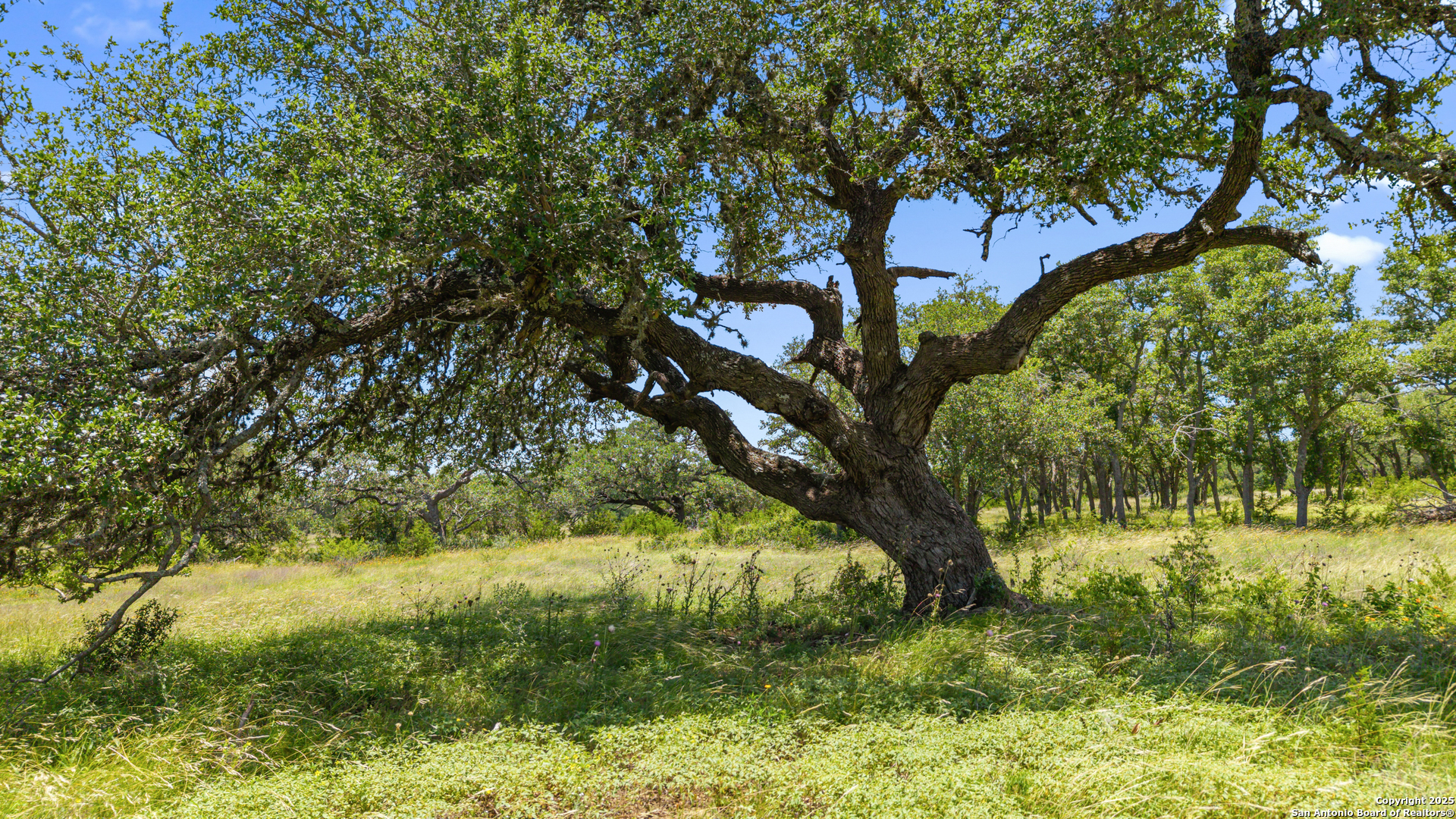 Tbd Lindeman Lane Blanco, TX 78606 - Photo 7 of 15 a view of backyard with green space
