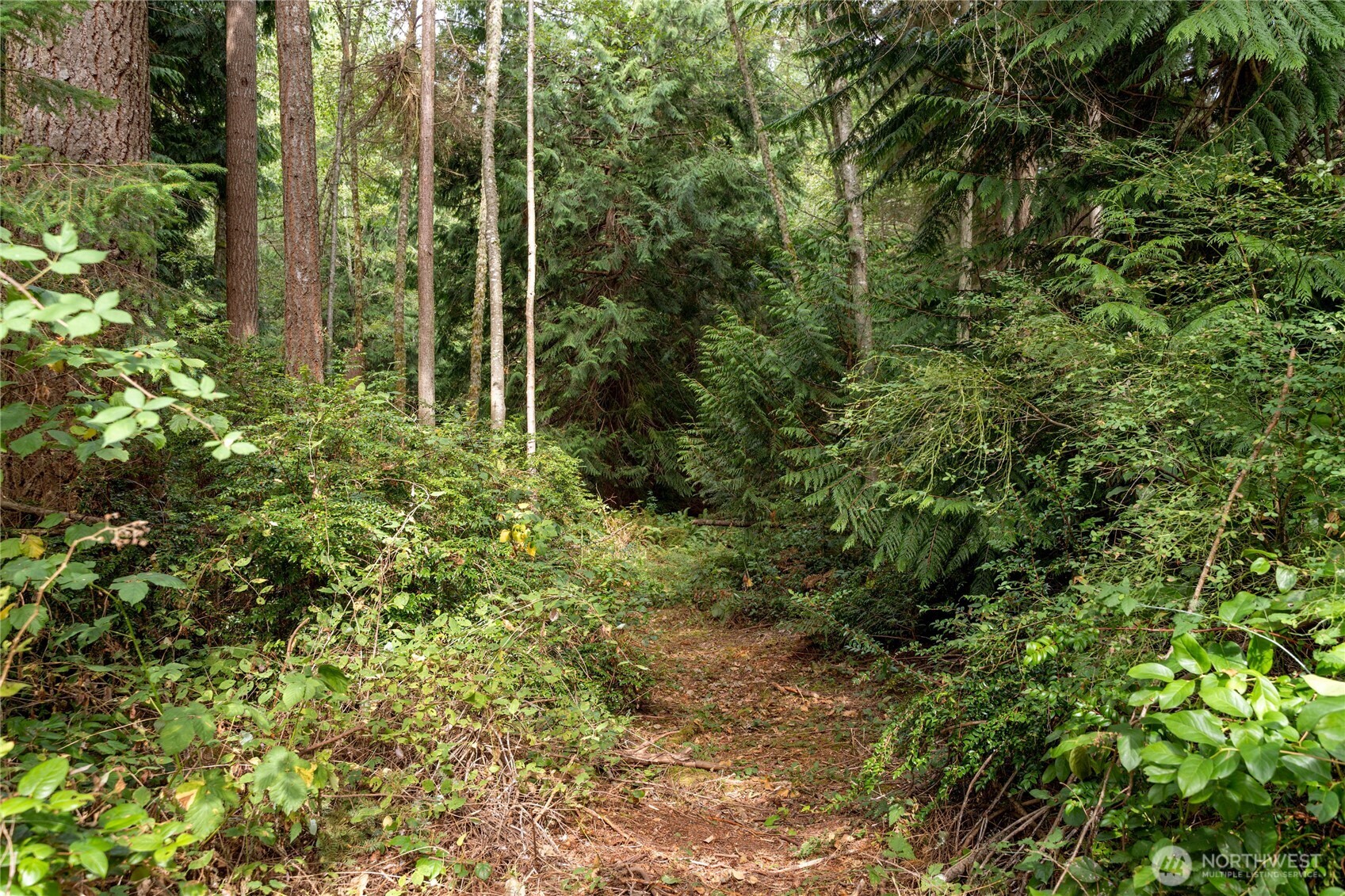 4105 Tartan Way Clinton, WA 98236 - Photo 5 of 18 a view of a forest with trees and bushes