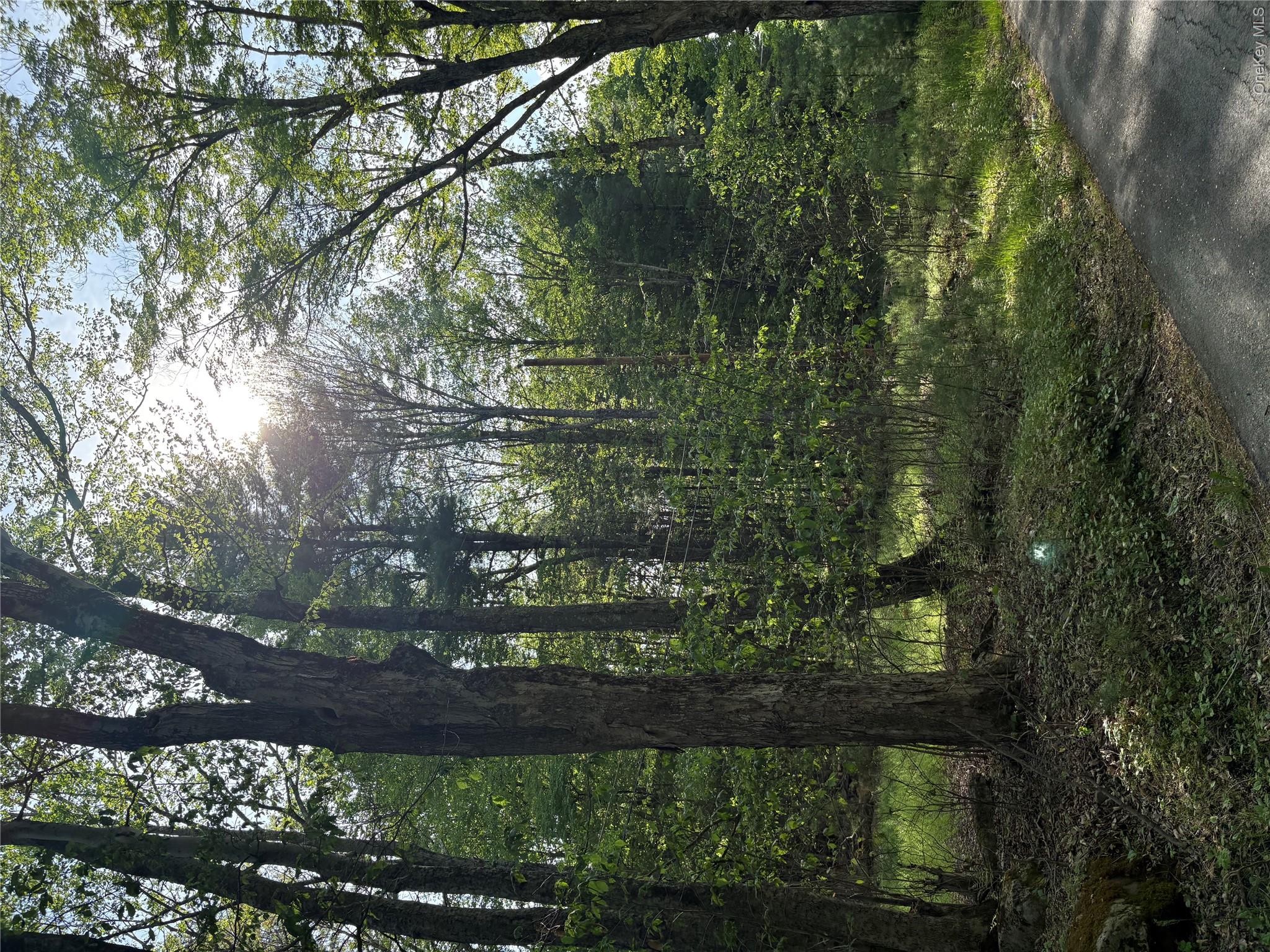 Lucks Road Greenfield Park, NY 12435 - Photo 1 of 3 a view of a forest with trees