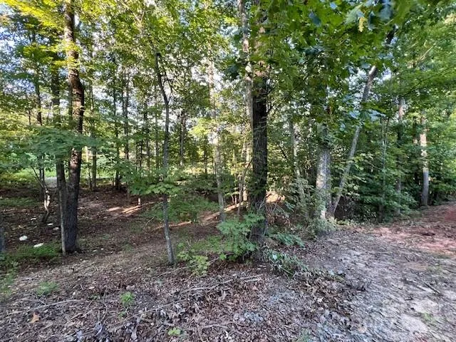 a view of a forest that has large trees