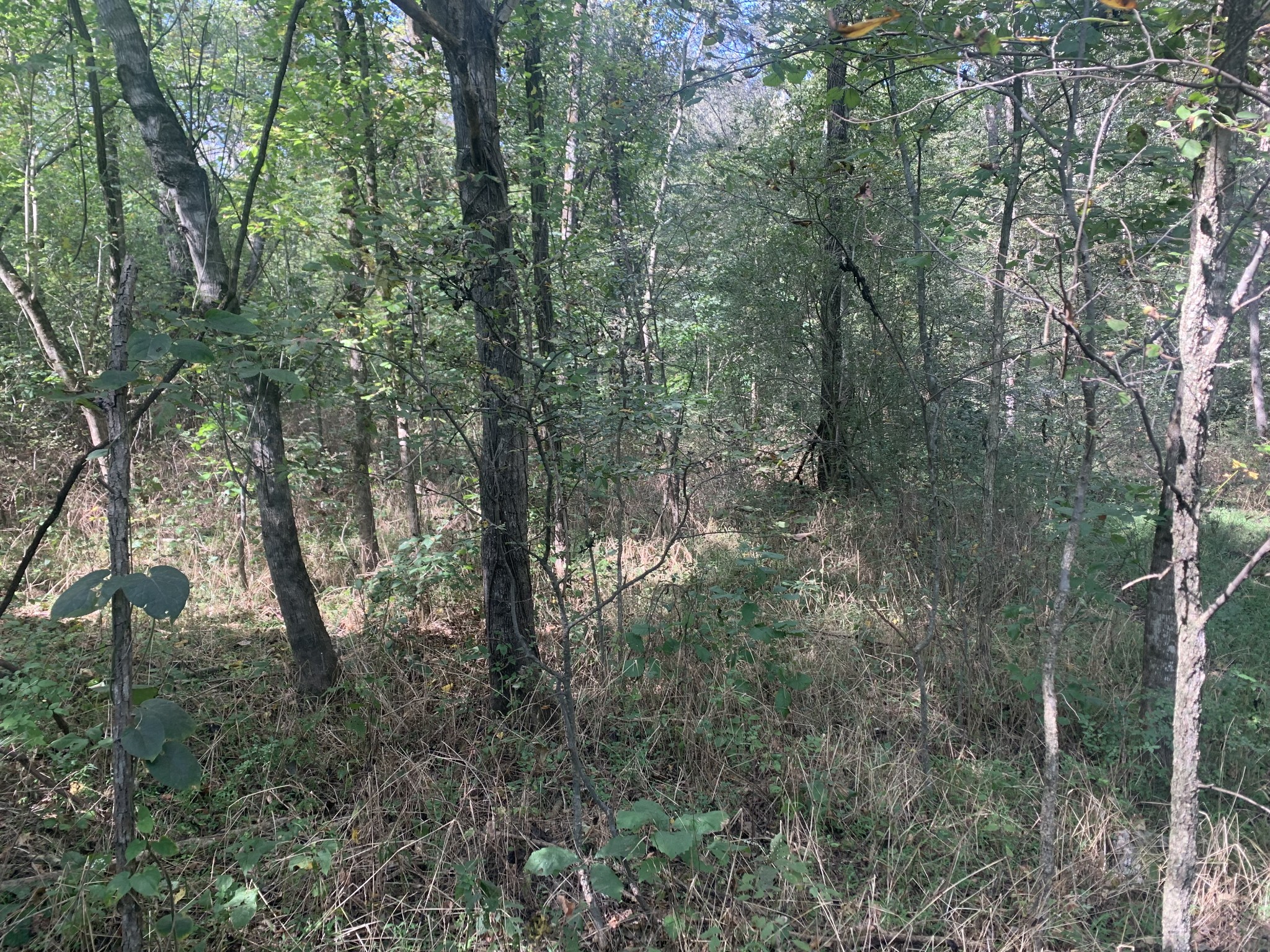 0 Pickard Hollow Road Mount Pleasant, TN 38474 - Photo 2 of 10 Gallery Image 2