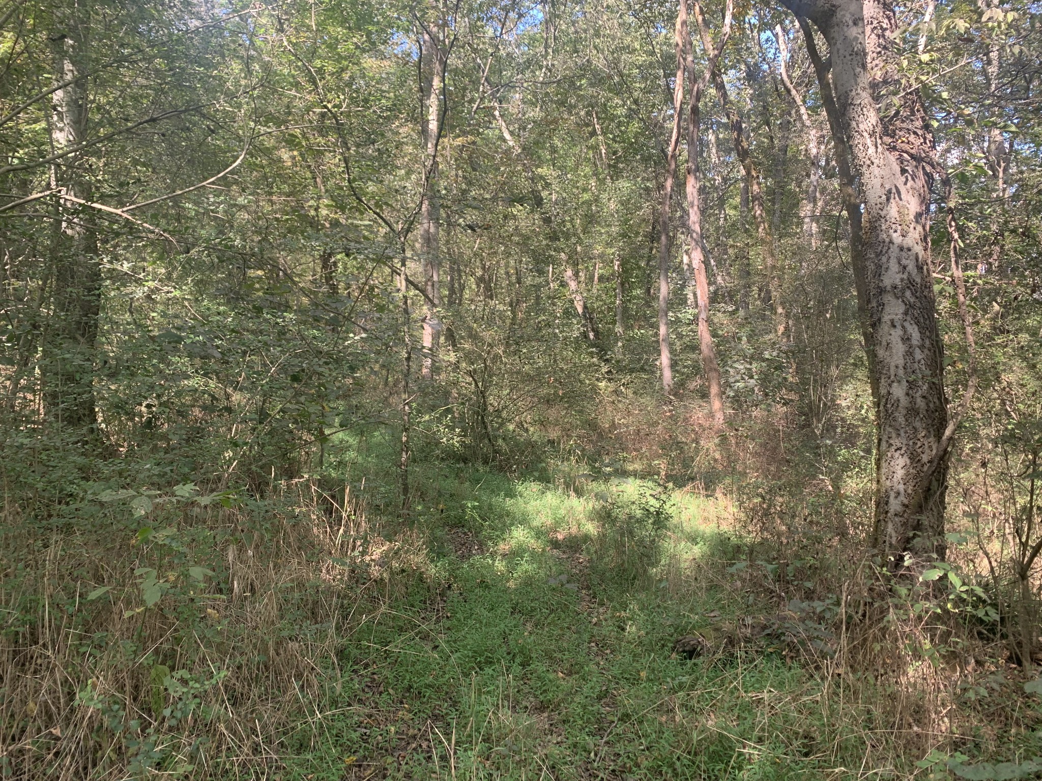 0 Pickard Hollow Road Mount Pleasant, TN 38474 - Photo 3 of 10 Gallery Image 3