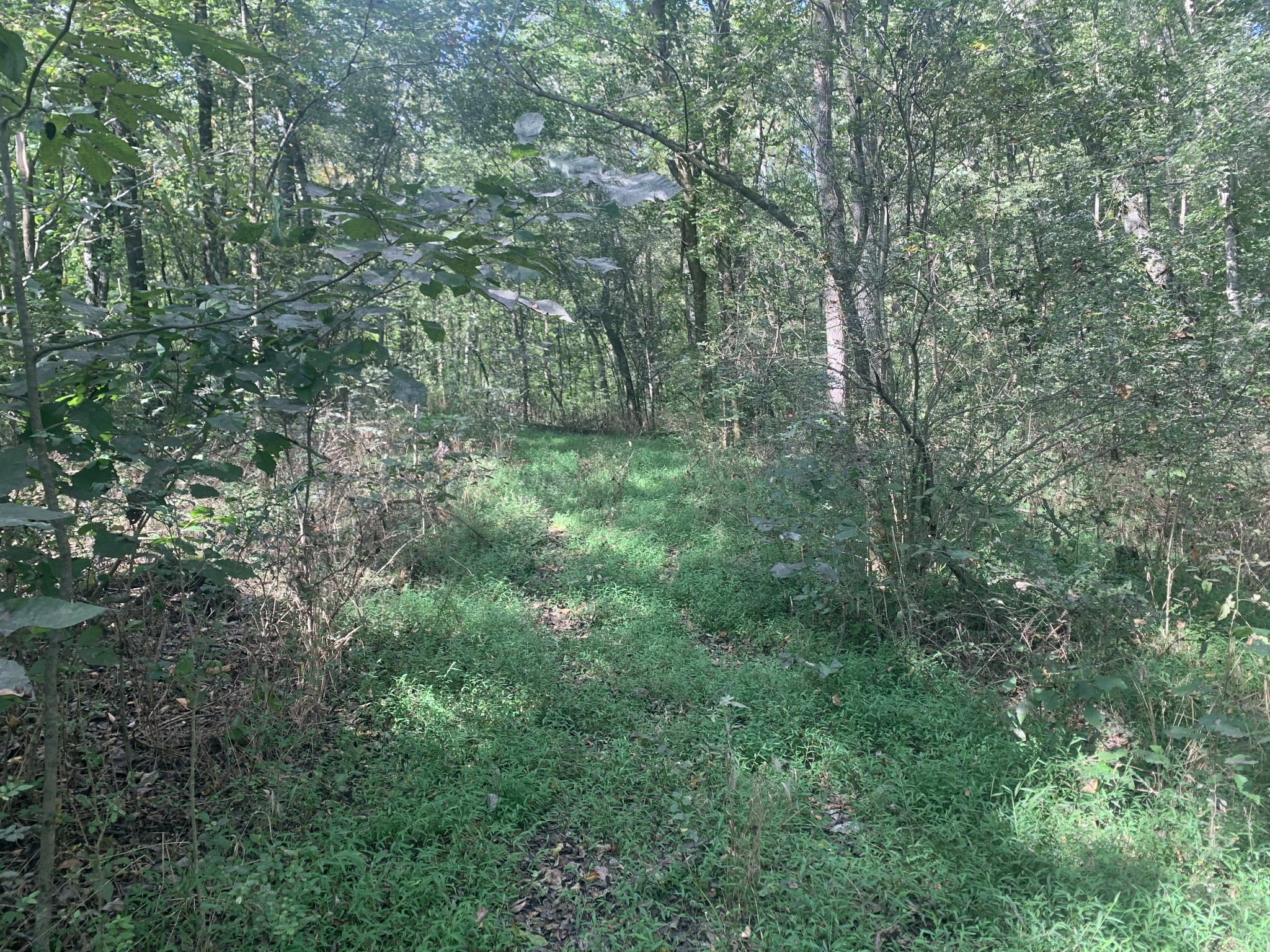 0 Pickard Hollow Road Mount Pleasant, TN 38474 - Photo 4 of 10 Gallery Image 4