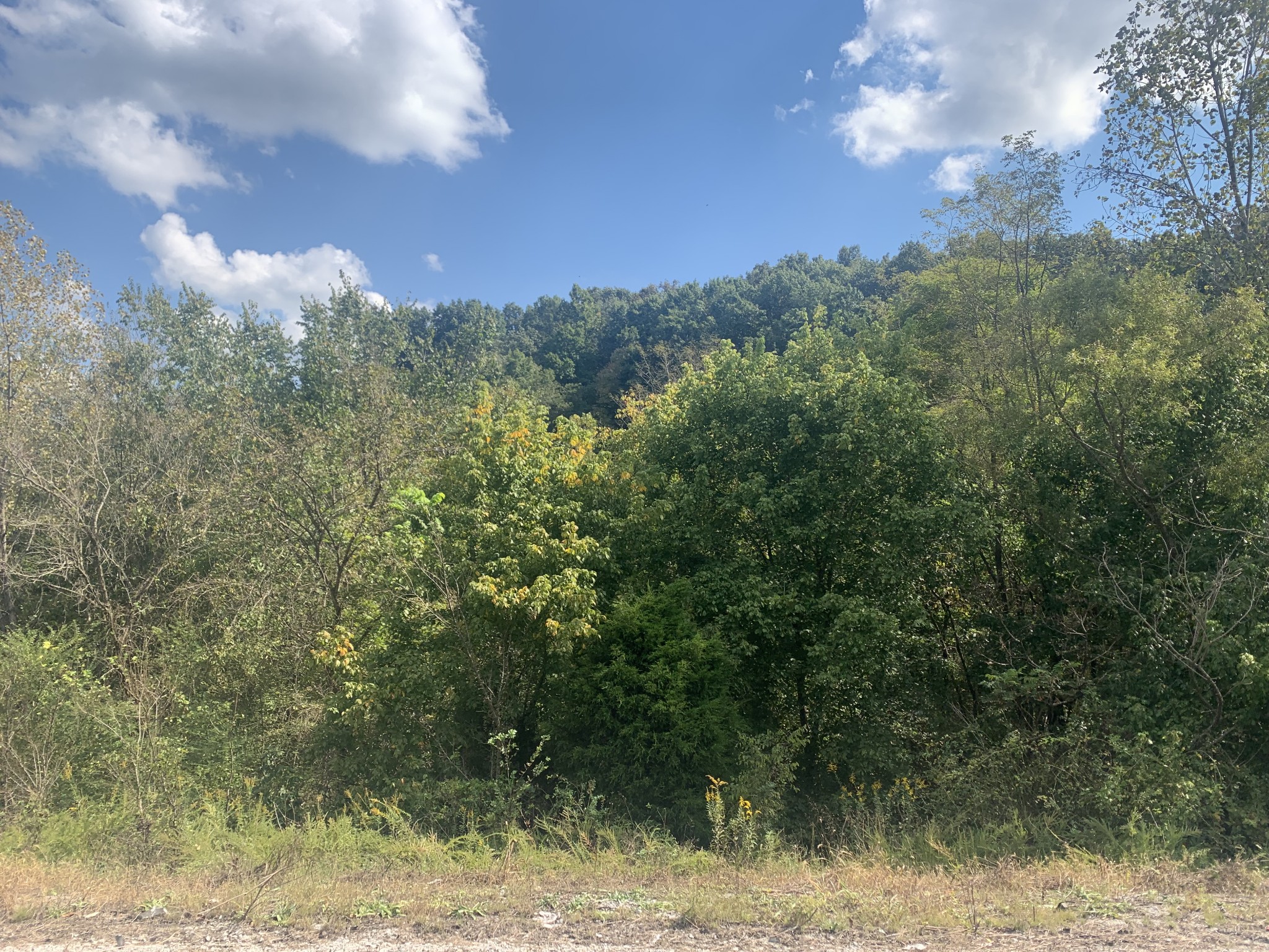 0 Pickard Hollow Road Mount Pleasant, TN 38474 - Photo 6 of 10 Gallery Image 6
