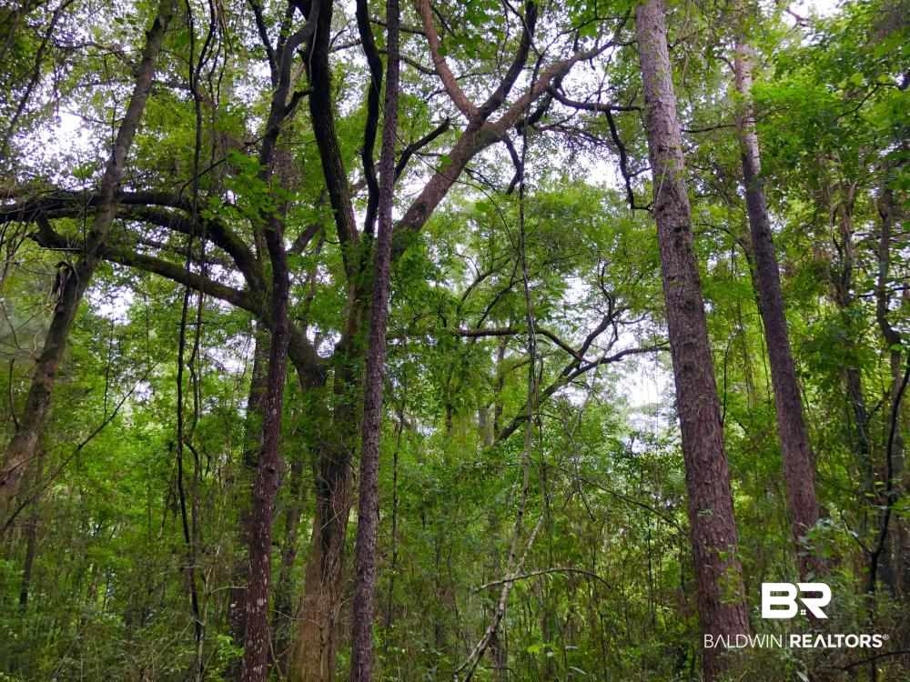 9608 North Bentley Road Creola, AL 36525 - Photo 12 of 14