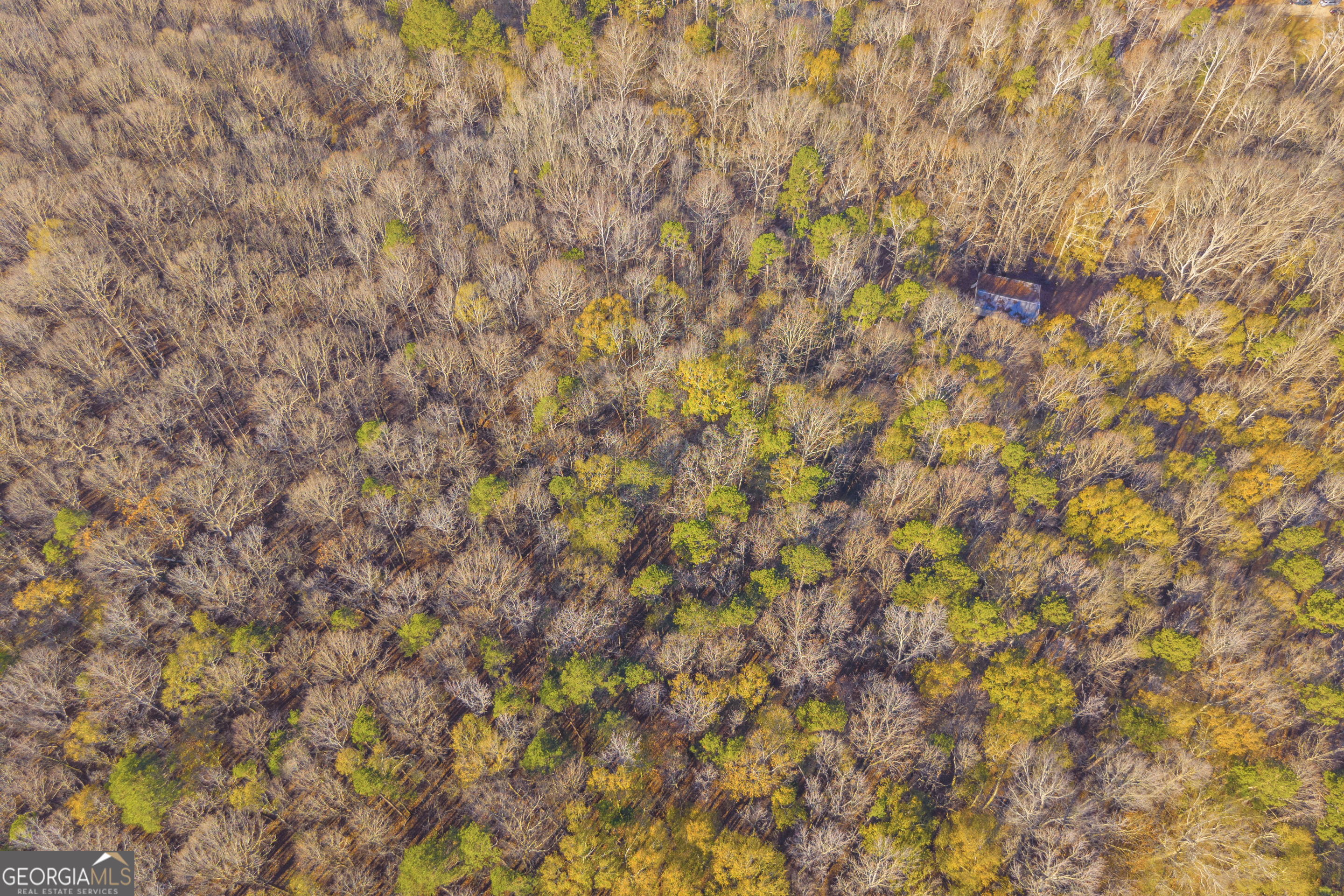 1074 Old Hoods Mill Road Commerce, GA 30529 - Photo 9 of 20 a close up of a plant
