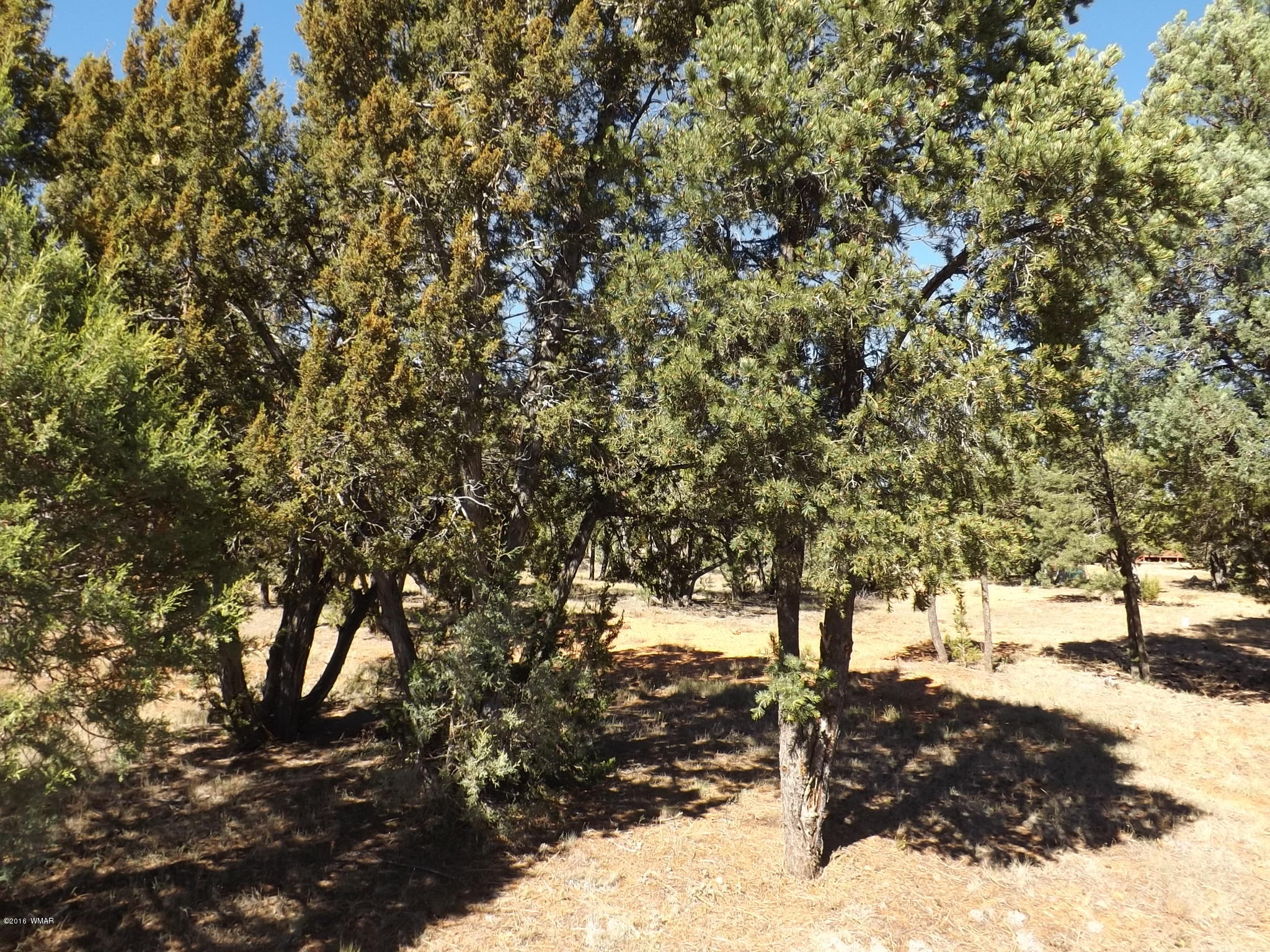 2286 Spitfire Drive Overgaard, AZ 85933 - Photo 1 of 9