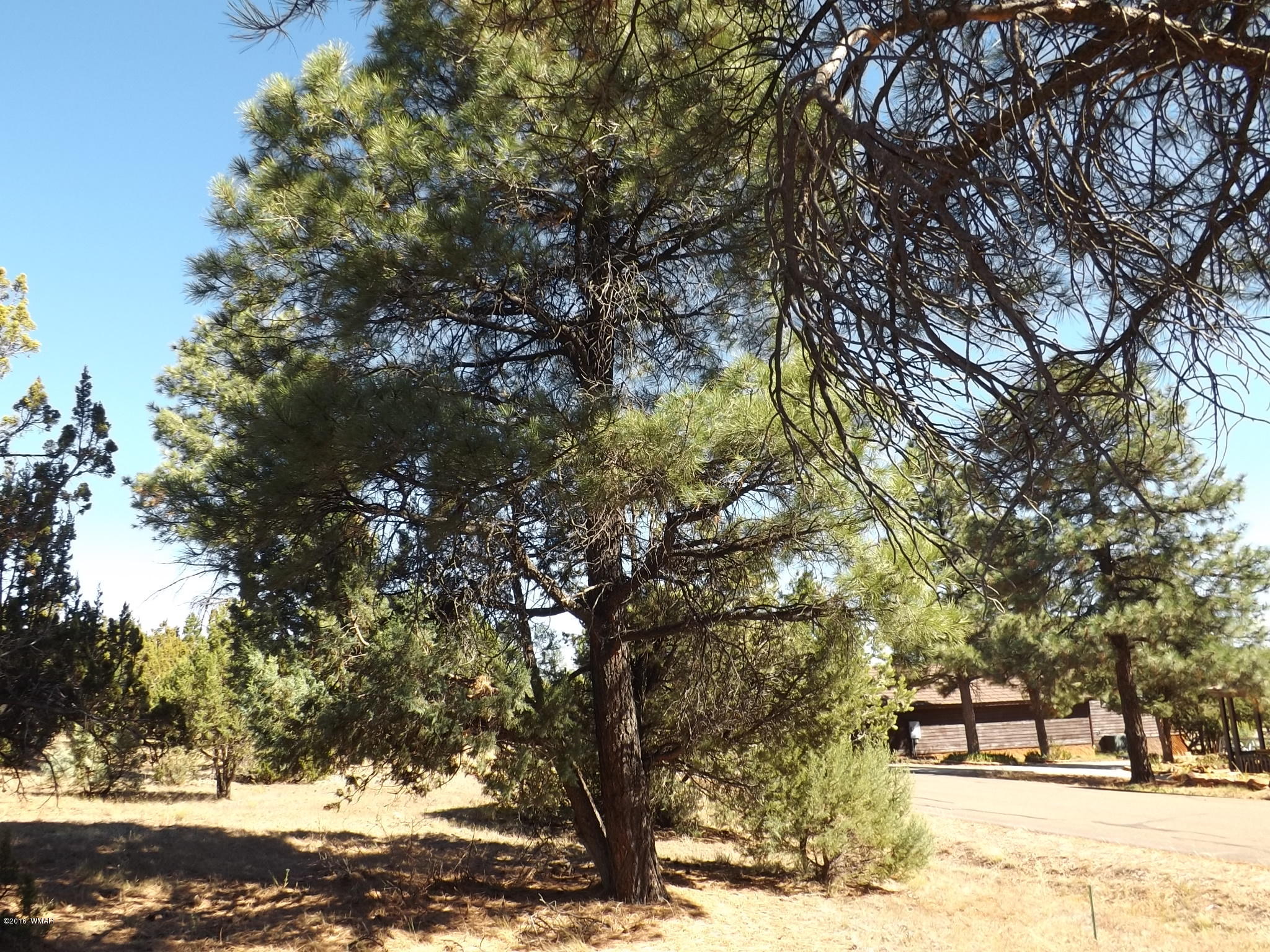 2286 Spitfire Drive Overgaard, AZ 85933 - Photo 5 of 9