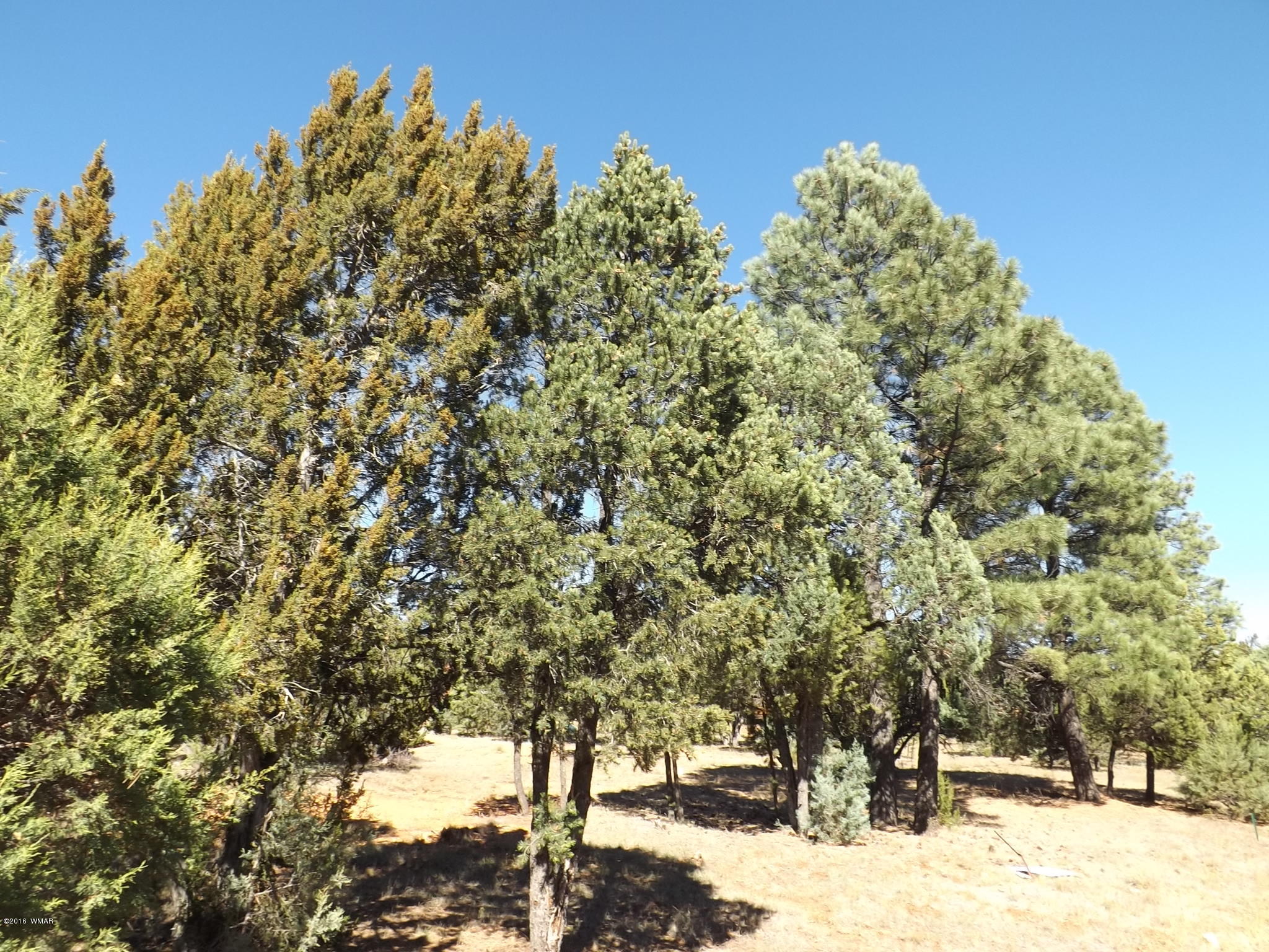 2286 Spitfire Drive Overgaard, AZ 85933 - Photo 8 of 9