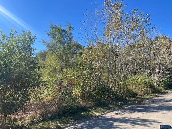 a view of a yard with plants and trees