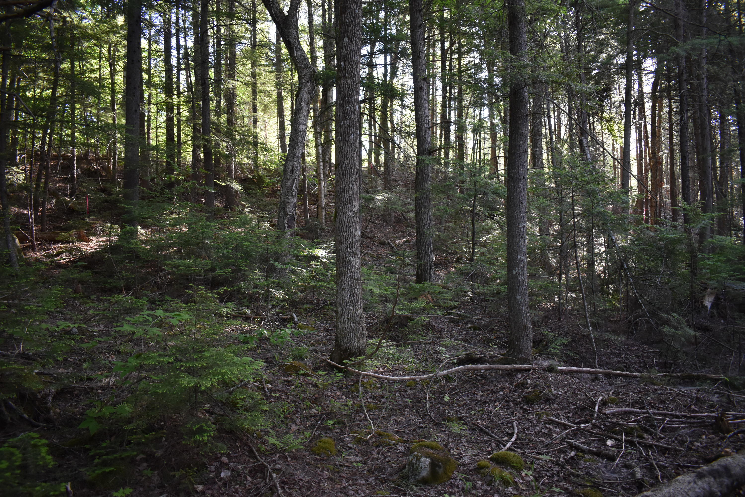 184 Dark Cove Road Weston, ME 04424 - Photo 6 of 24 DSC_0179