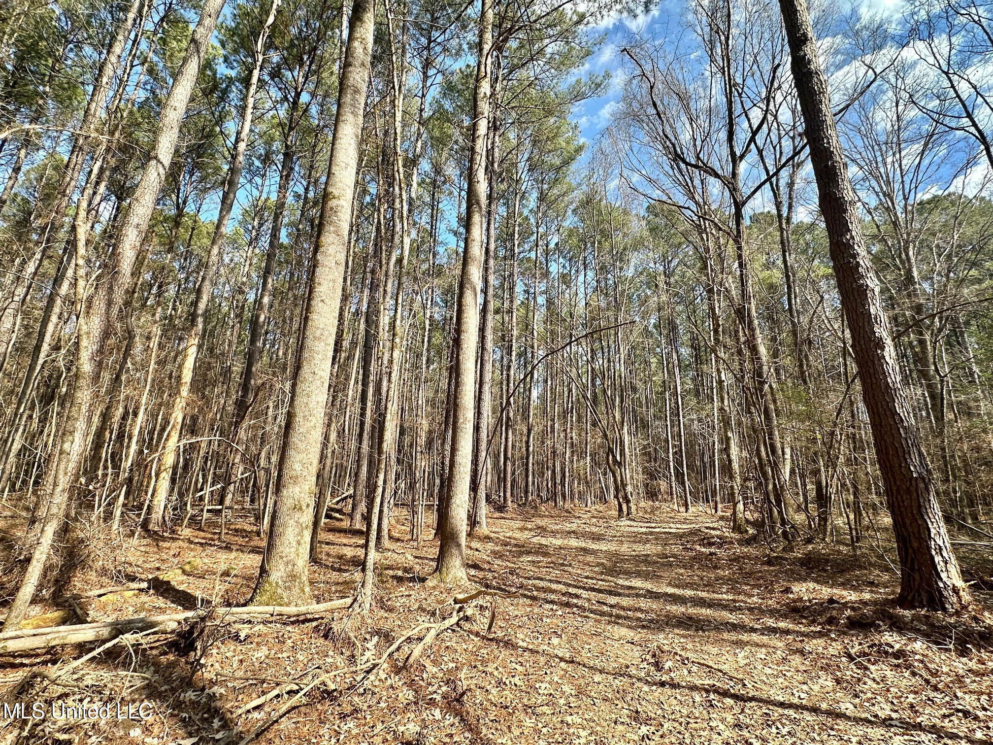 5 Scarborough Road Carthage, MS 39051 - Photo 30 of 46 32