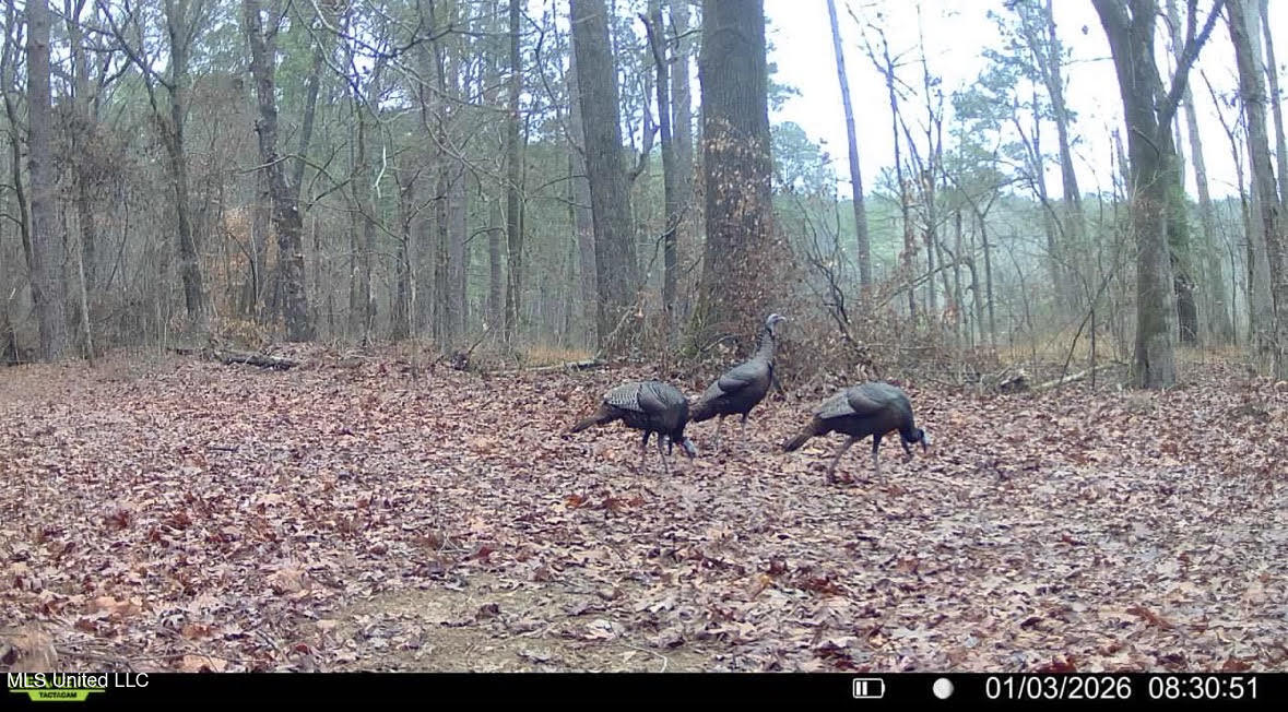 5 Scarborough Road Carthage, MS 39051 - Photo 39 of 46 152