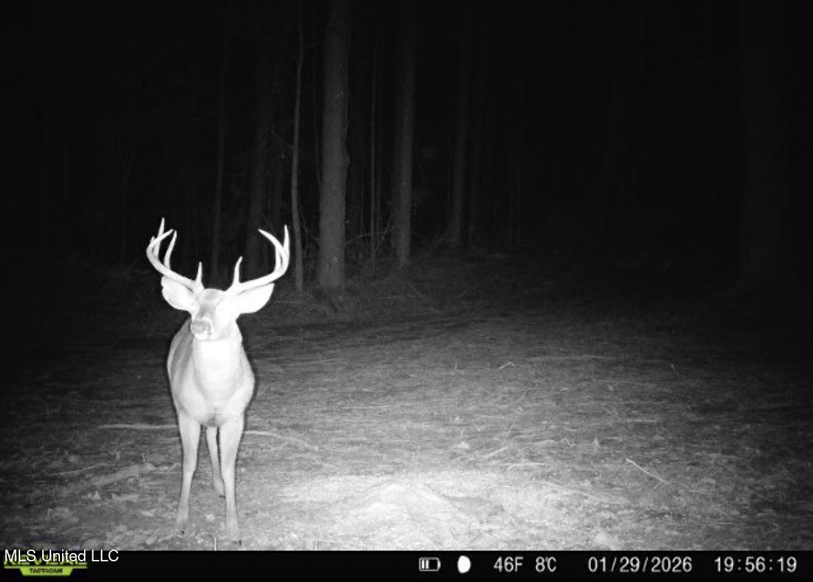 5 Scarborough Road Carthage, MS 39051 - Photo 41 of 46 159