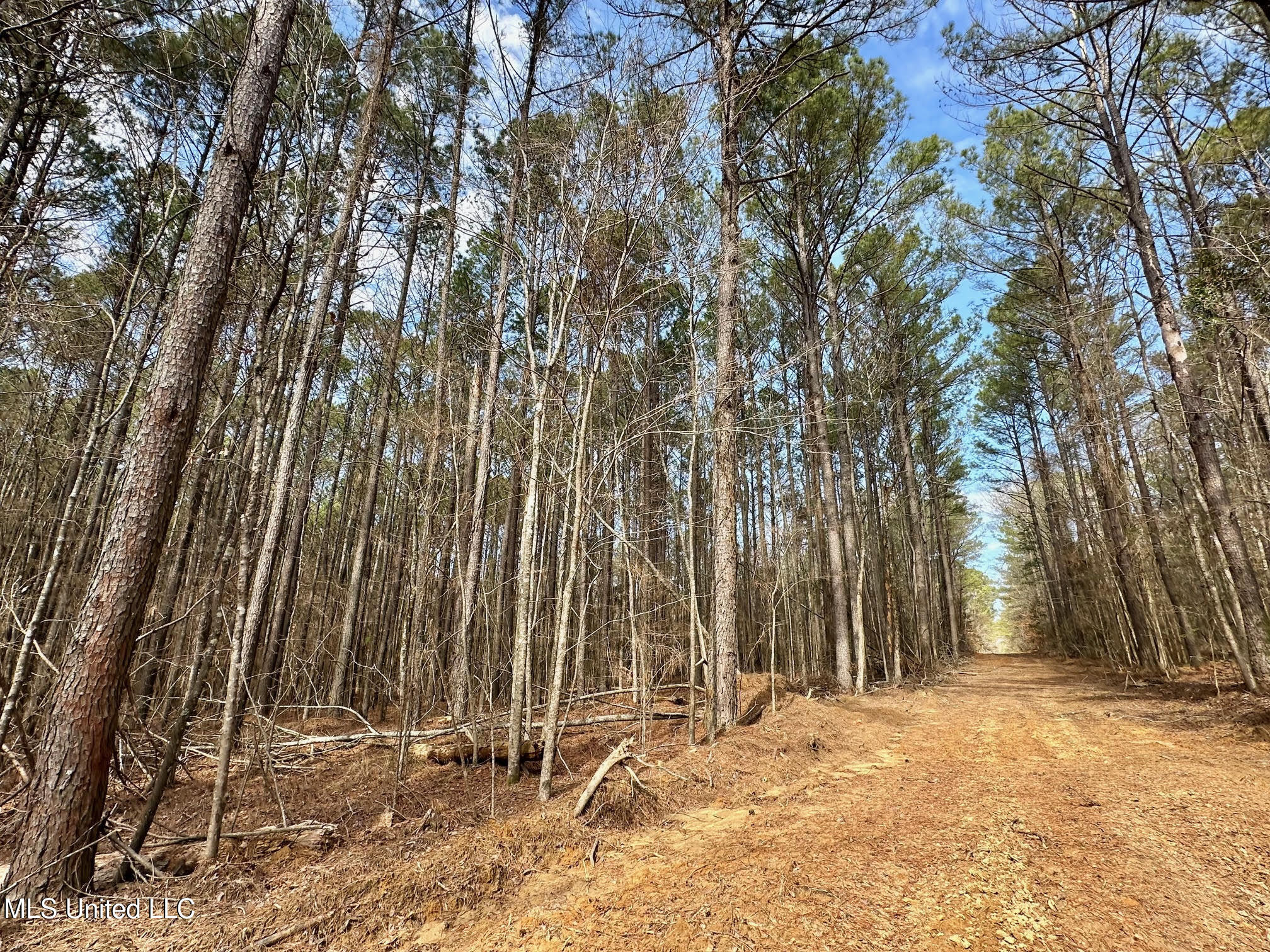 5 Scarborough Road Carthage, MS 39051 - Photo 5 of 46 7