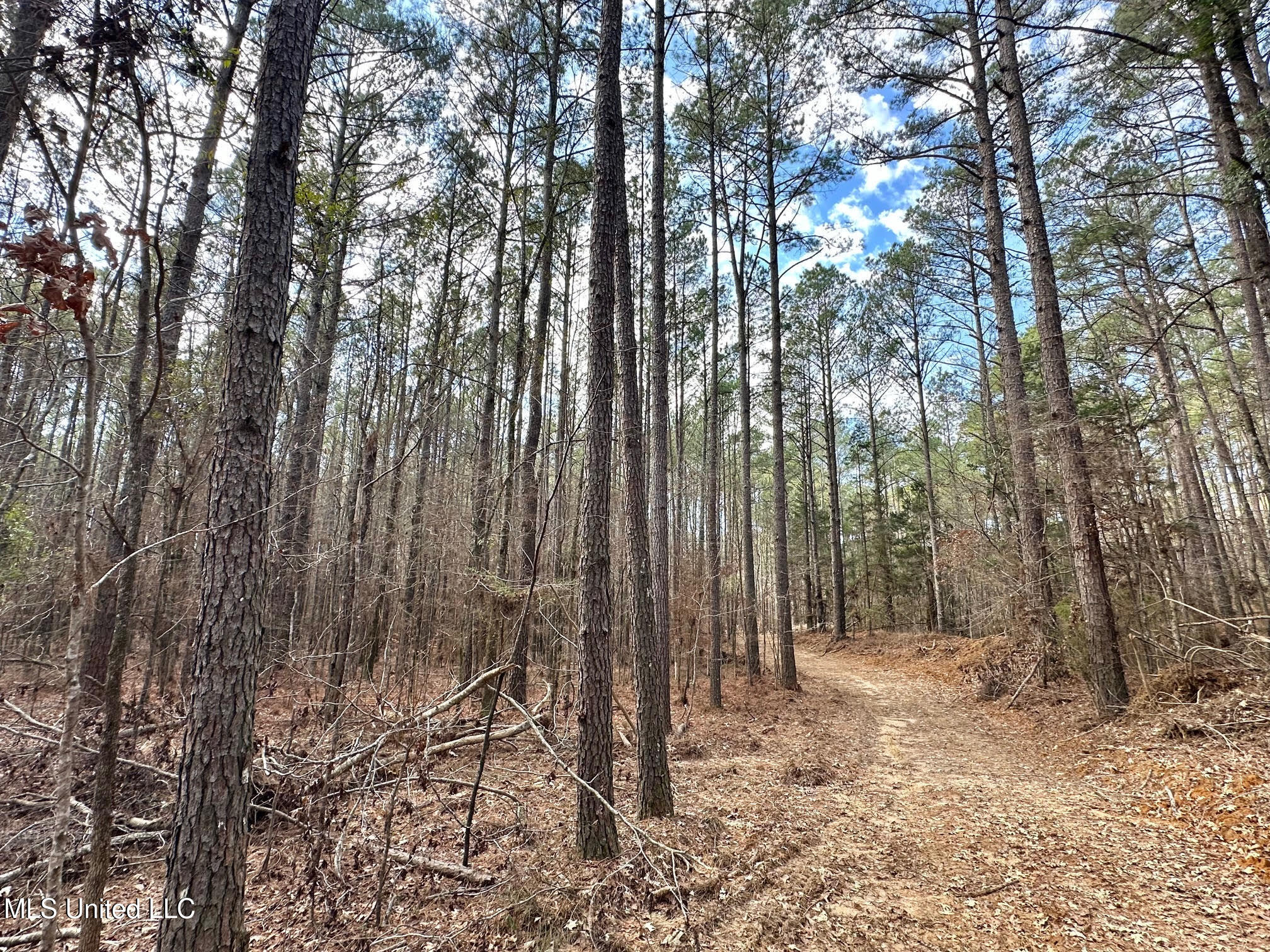 5 Scarborough Road Carthage, MS 39051 - Photo 8 of 46 10