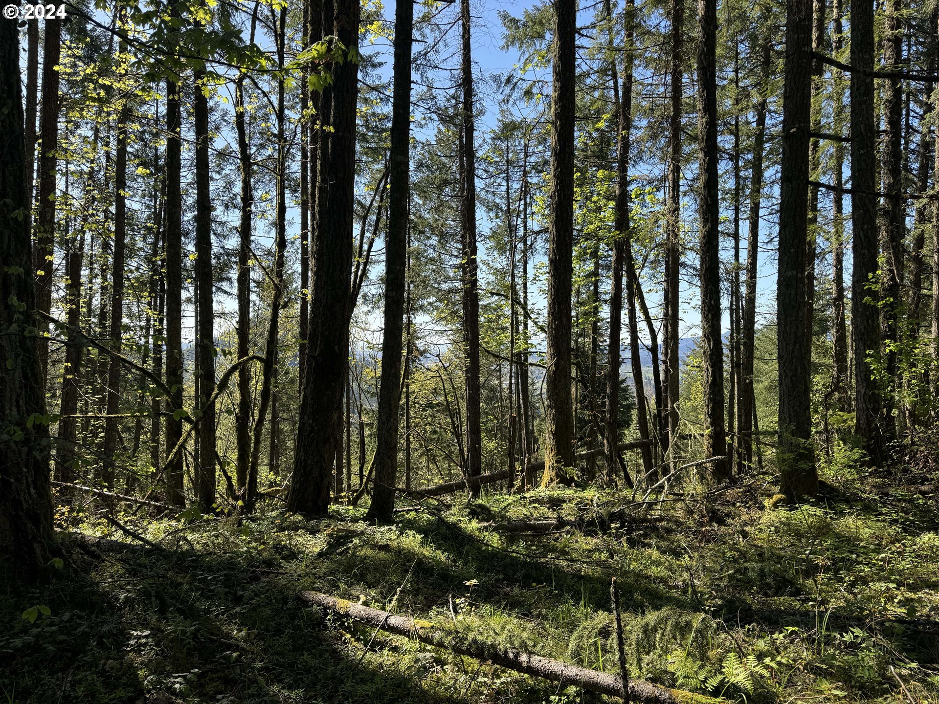 South 73rd Street Springfield, OR 97478 - Photo 12 of 20 a view of outdoor space with lots of trees