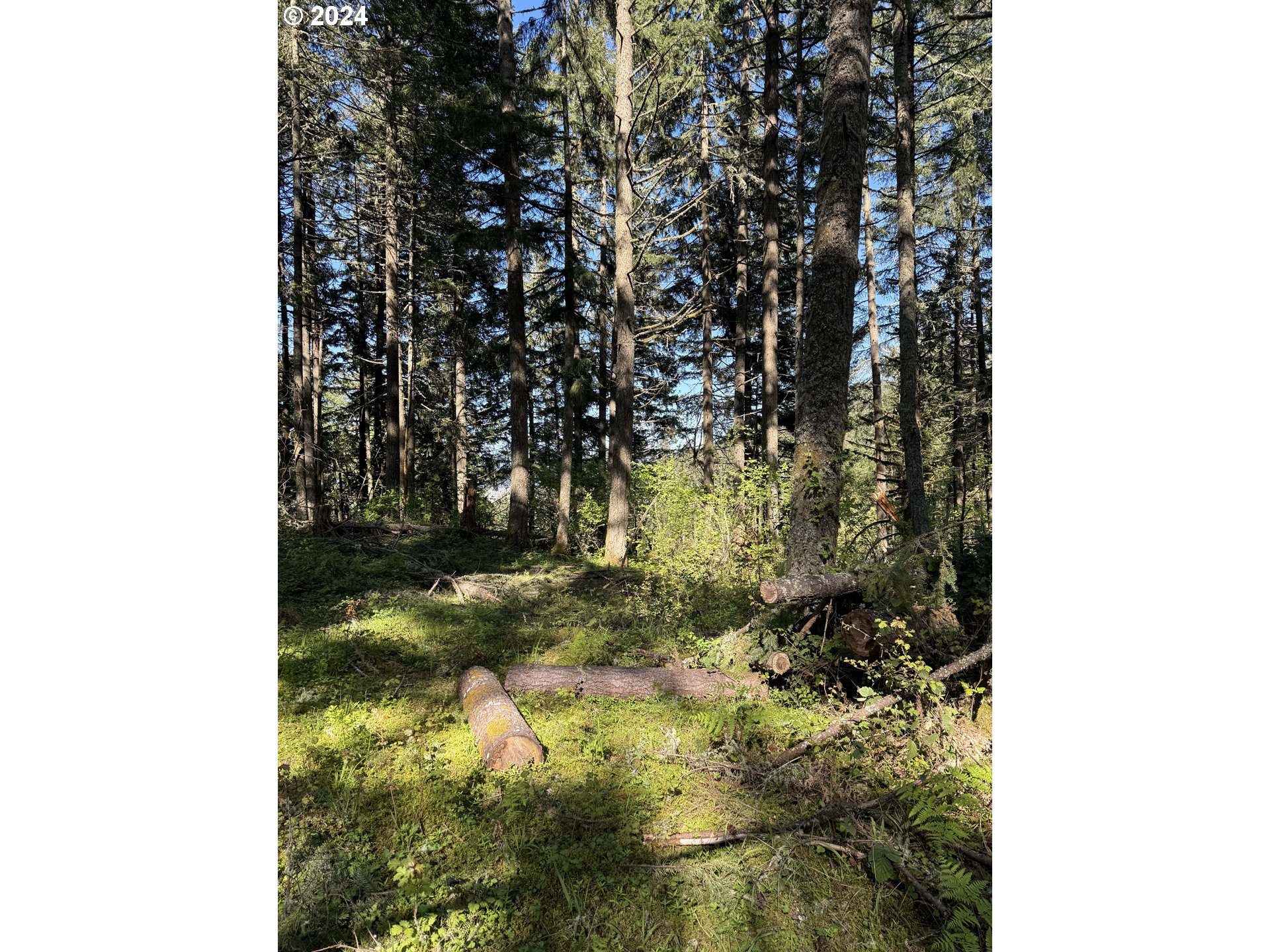 South 73rd Street Springfield, OR 97478 - Photo 13 of 20 a view of outdoor space and a yard
