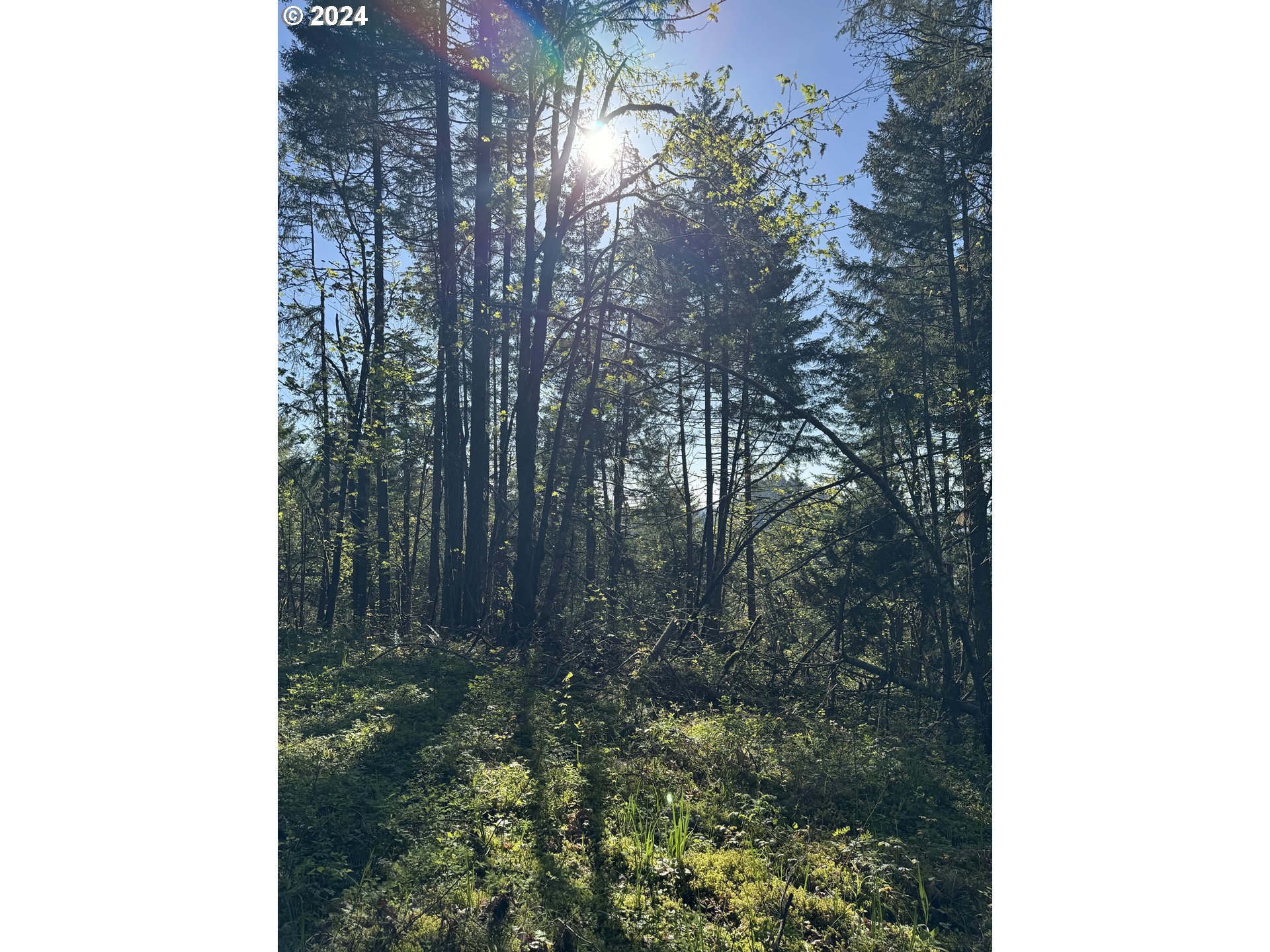 South 73rd Street Springfield, OR 97478 - Photo 15 of 20 a close up of a tree in a forest