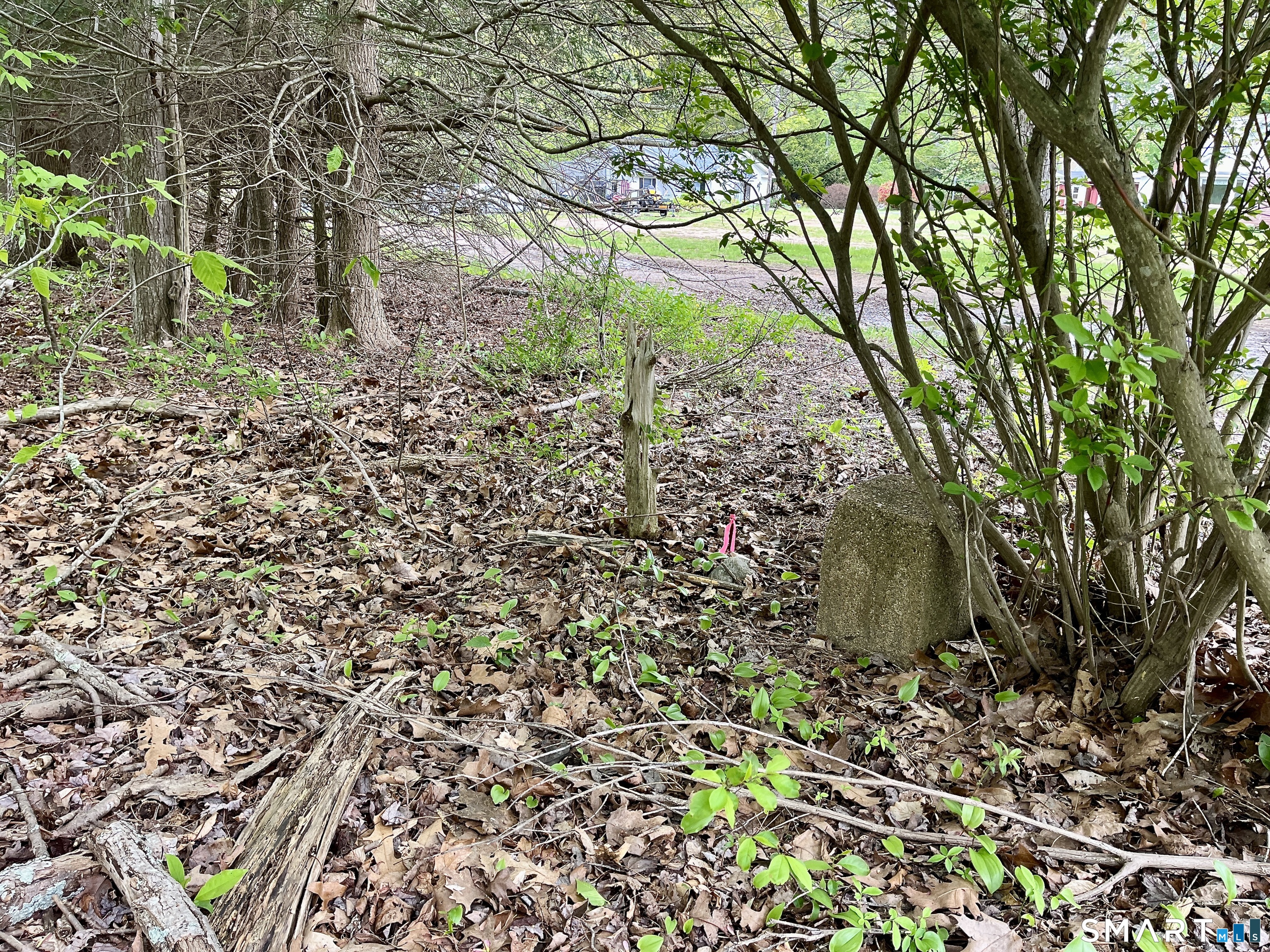 Meadow Brook Road Amston, CT 06231 - Photo 11 of 14 a plant view in yard