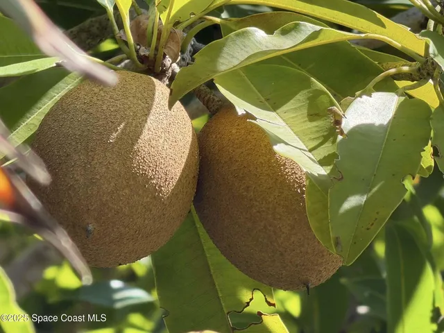 a view of a back yard