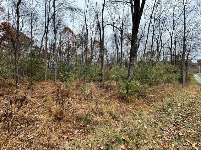 a view of a forest with trees