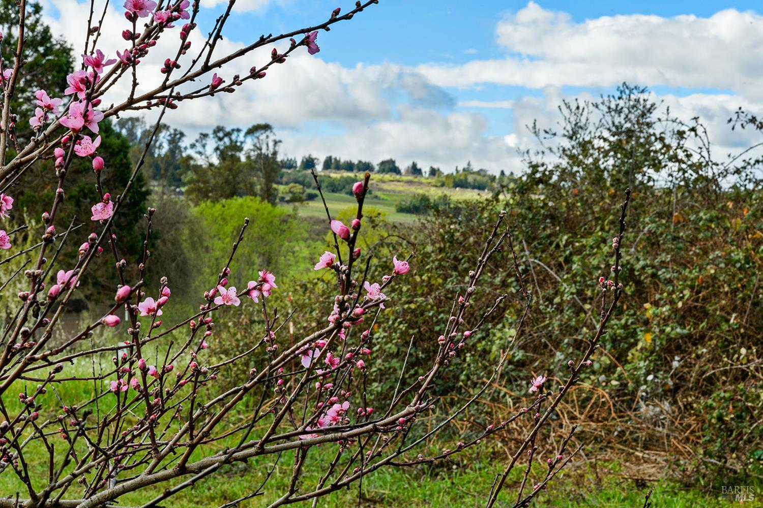 8400 Blackney Road Sebastopol, CA 95472 - Photo 33 of 36