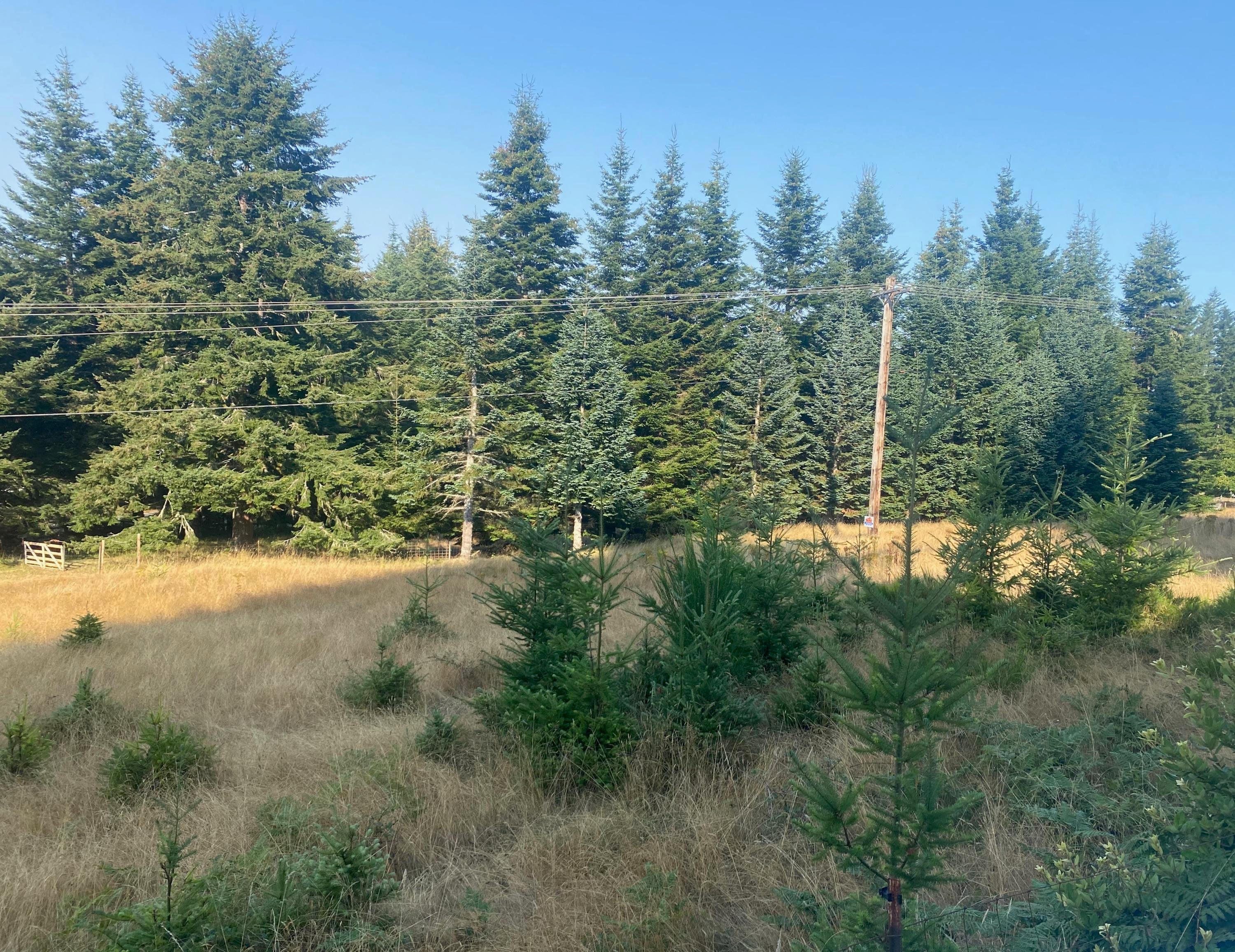 95845 Cape Ferrelo Road Brookings, OR 97415 - Photo 7 of 8 IMG_5401