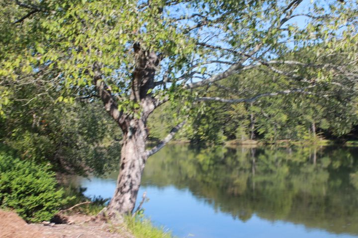 Six Mile Sc 29682 Road Six Mile, SC 29682 - Photo 2 of 10 Gallery Image 2