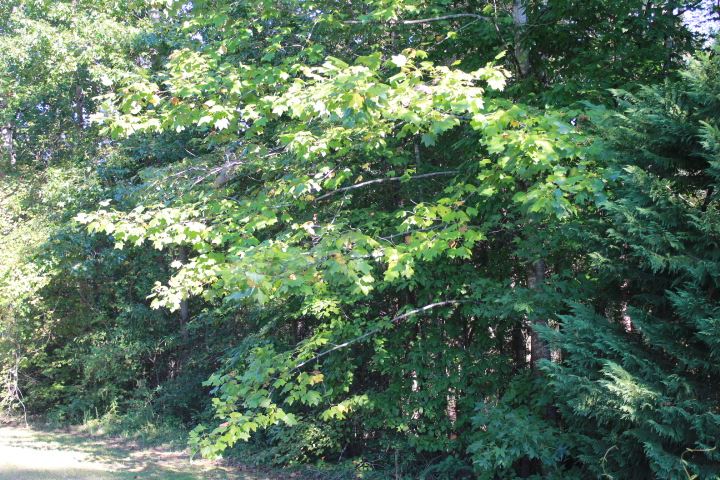 Six Mile Sc 29682 Road Six Mile, SC 29682 - Photo 7 of 10 Gallery Image 7