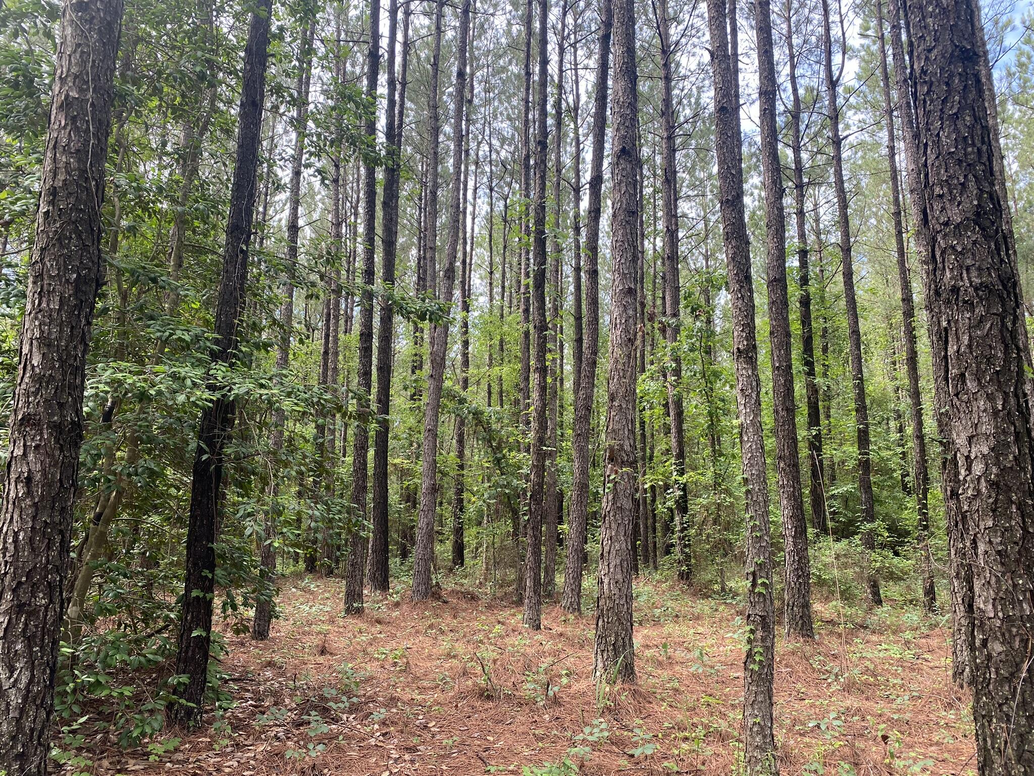 622 Bent Knee Road Keysville, GA 30816 - Photo 6 of 18 IMG_2073