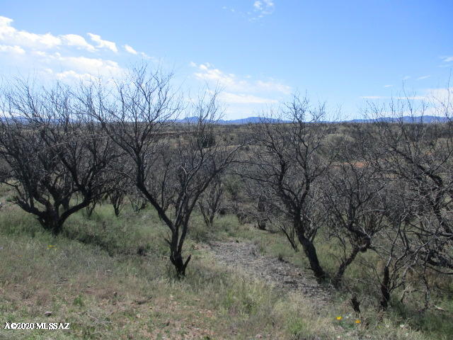 279 Tlaxcala, Unit 14 Rio Rico, AZ 85648 - Photo 1 of 7 a view of a dry yard with trees in the background