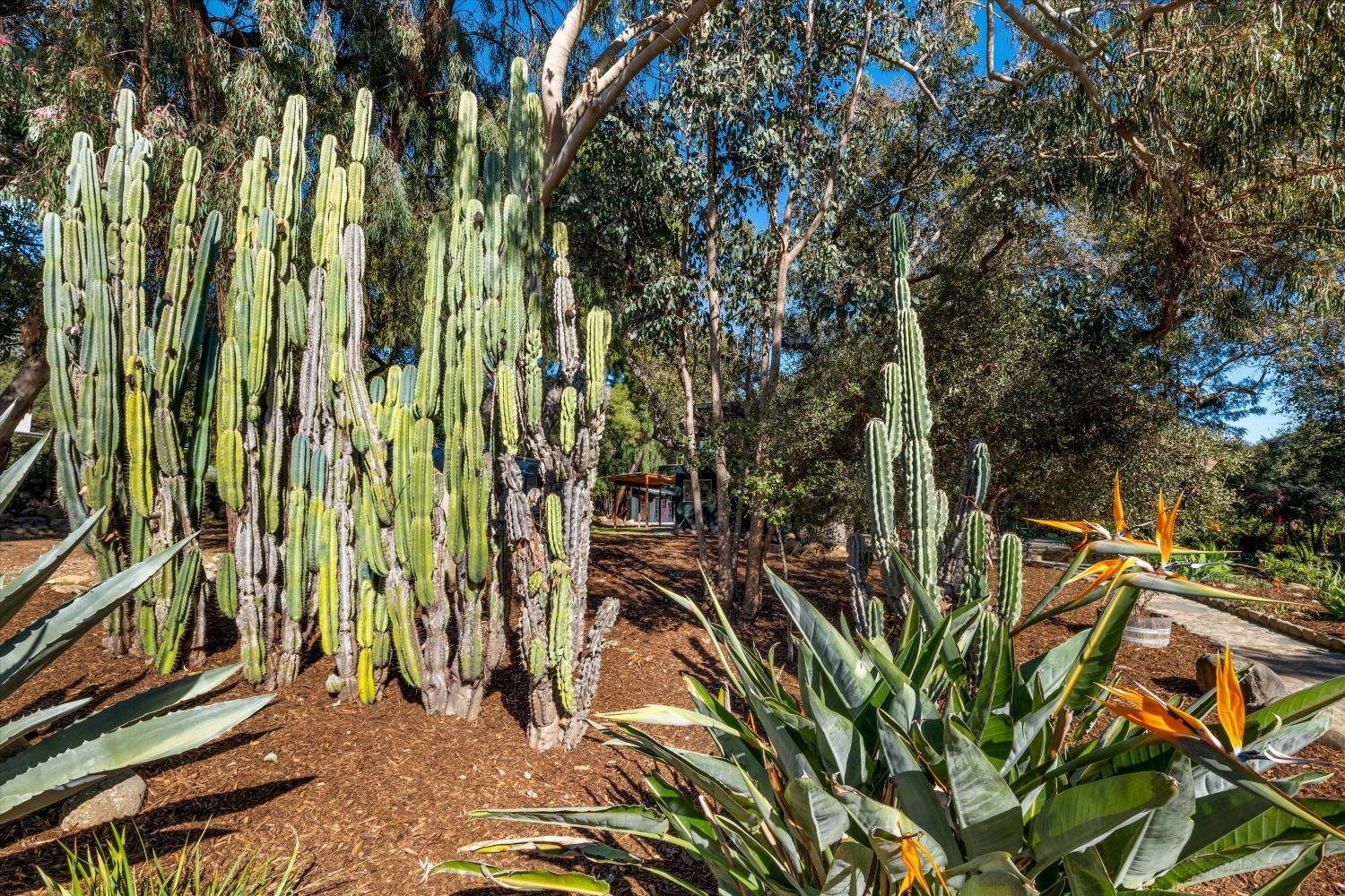 3541 Thacher Road Ojai, CA 93023 - Photo 43 of 50 a view of a yard with plants