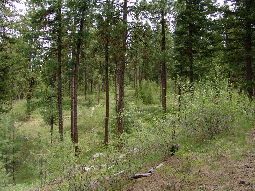 10848 Callender Road Cascade, ID 83611 - Photo 3 of 9 Beautiful Timber & Natural Foliage