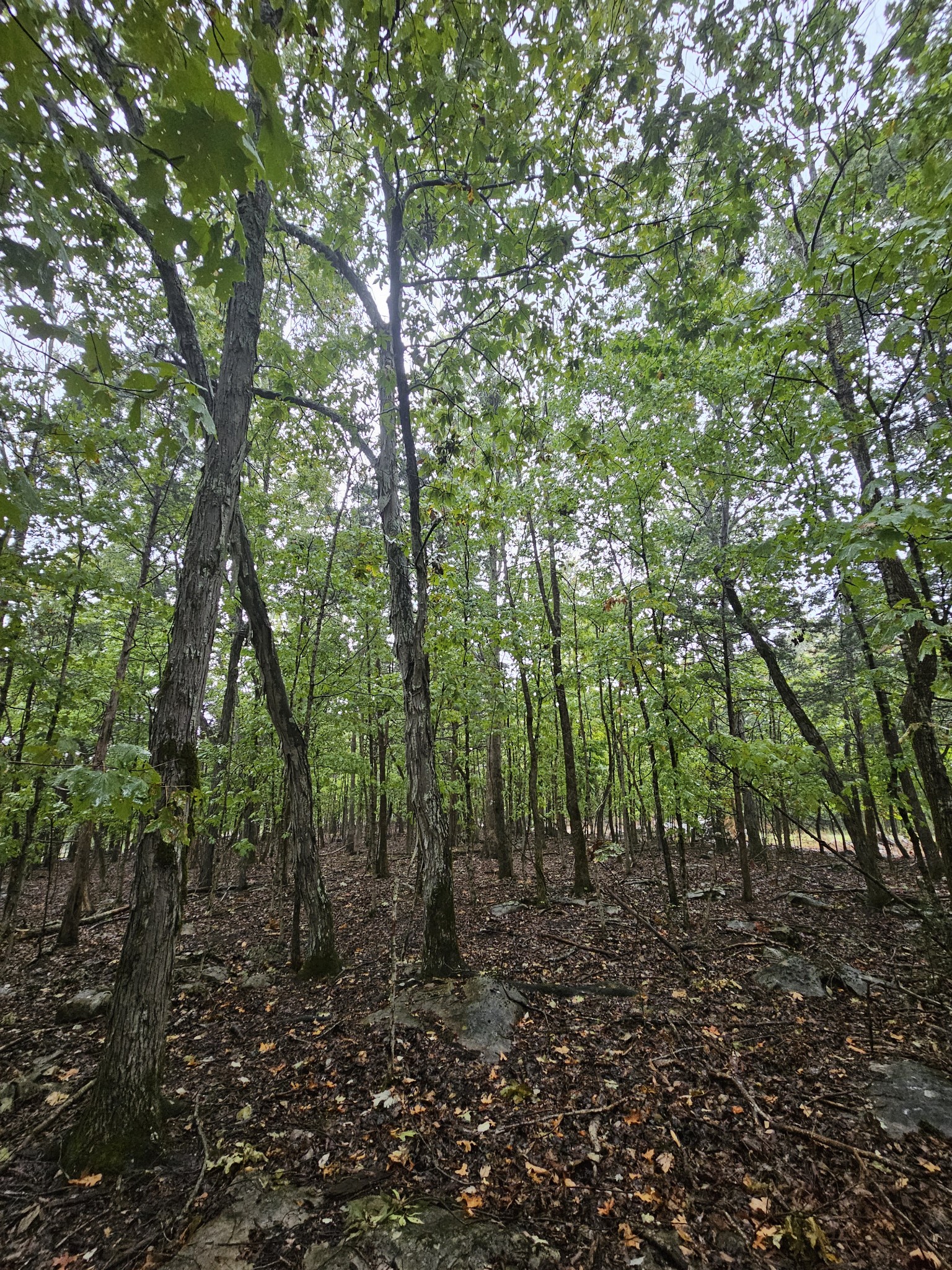 5 Sewanee Summit Road Decherd, TN 37324 - Photo 12 of 15