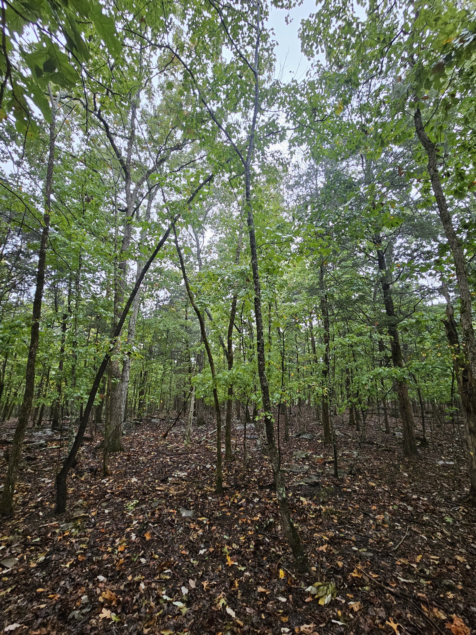 5 Sewanee Summit Road Decherd, TN 37324 - Photo 14 of 15