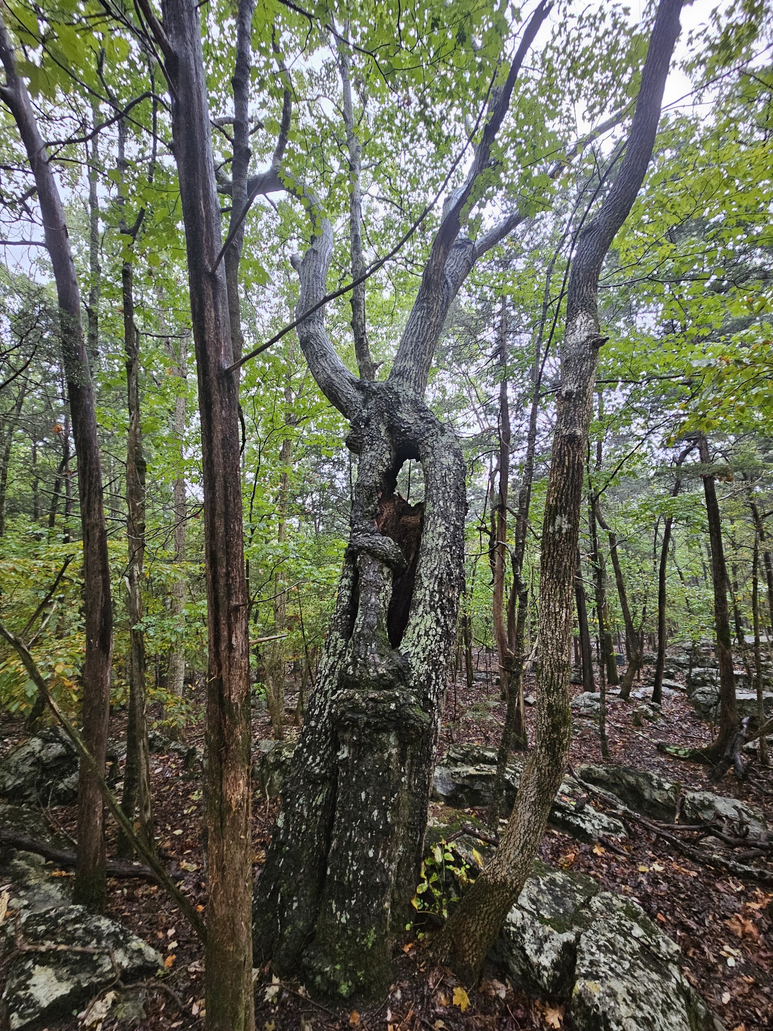 5 Sewanee Summit Road Decherd, TN 37324 - Photo 3 of 15