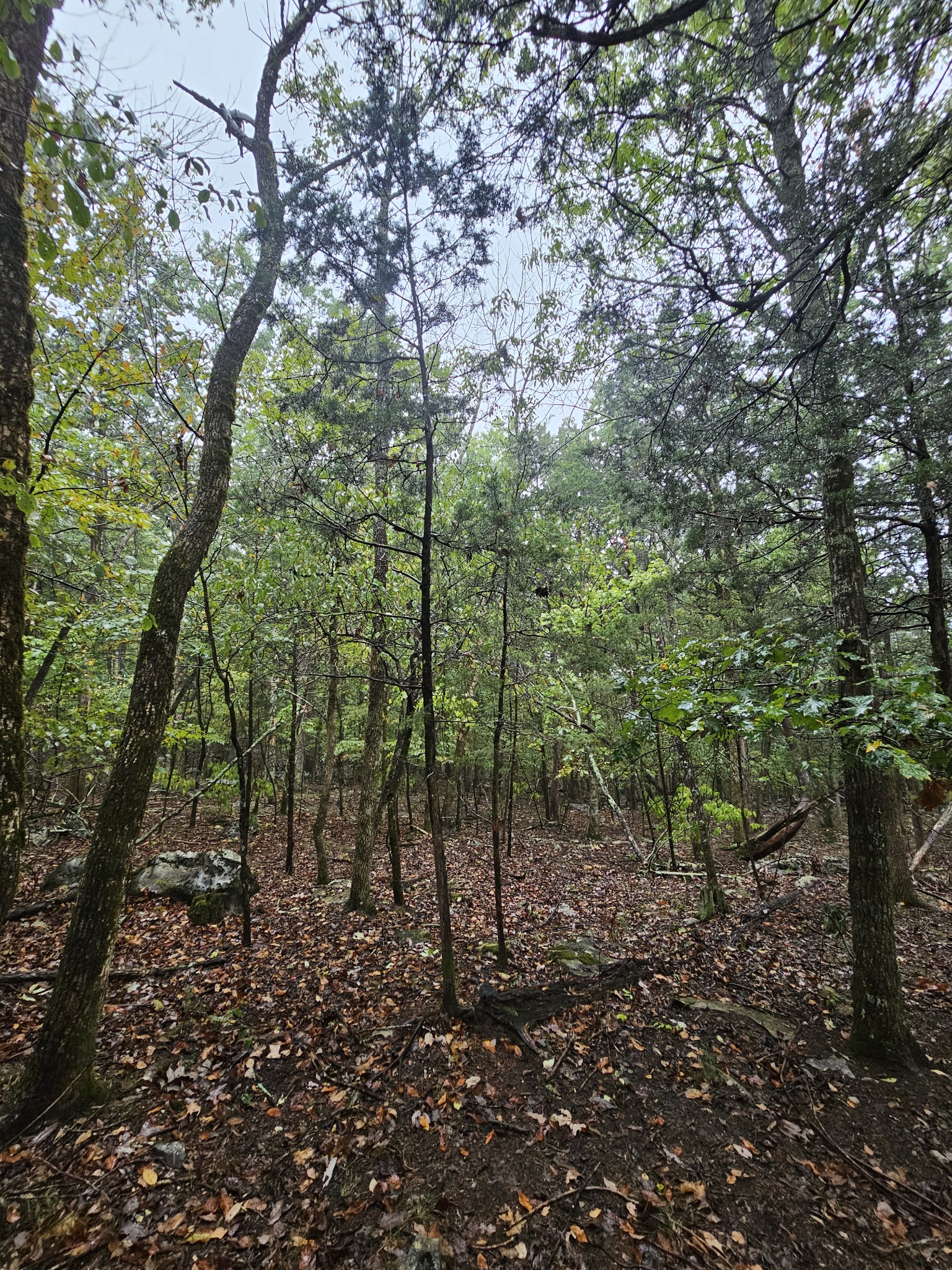 5 Sewanee Summit Road Decherd, TN 37324 - Photo 5 of 15