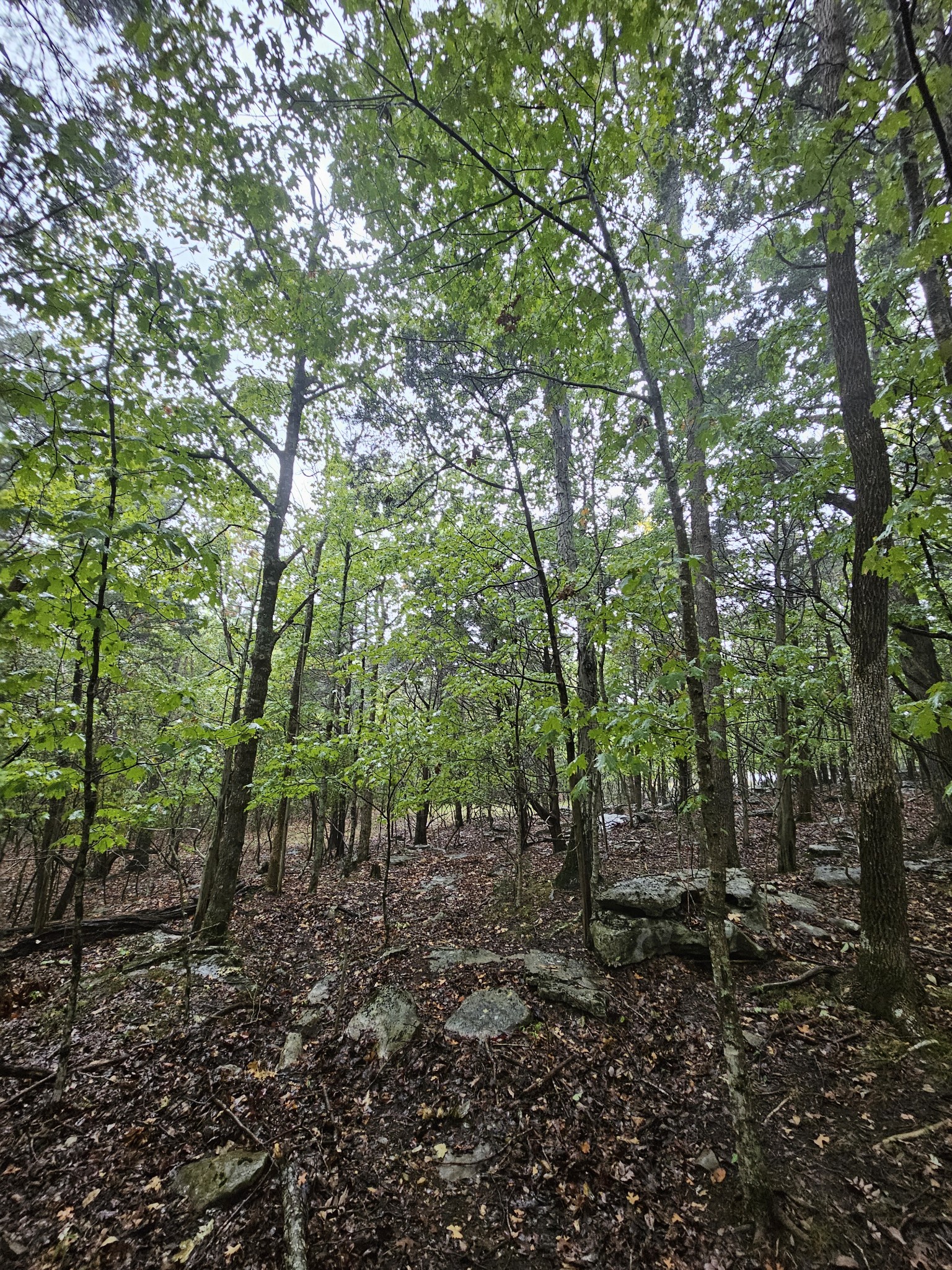 5 Sewanee Summit Road Decherd, TN 37324 - Photo 8 of 15