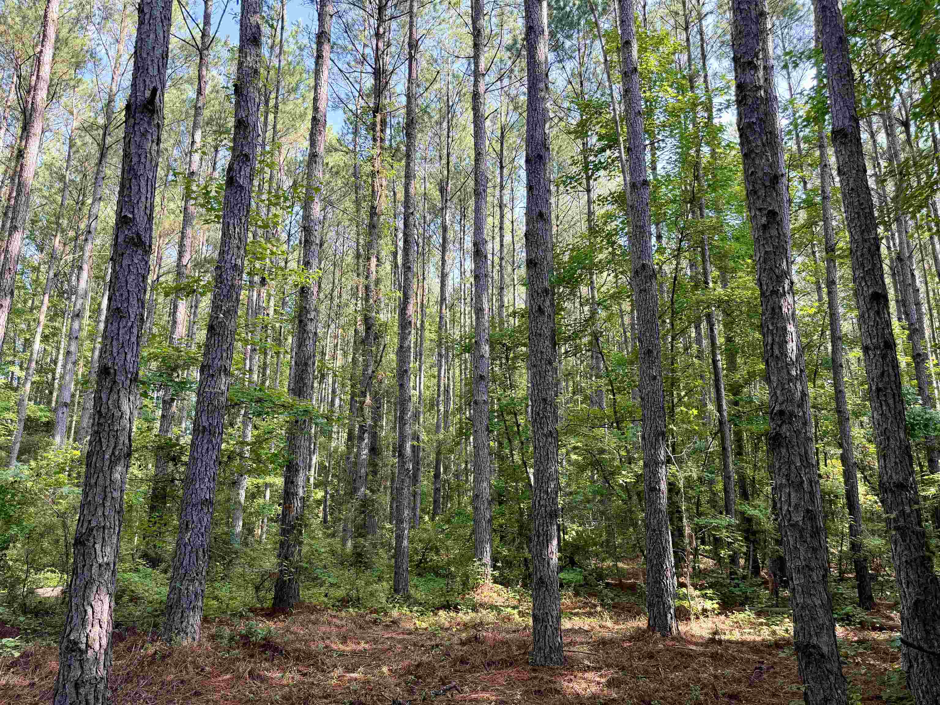 101.49-acres - Epps Road New Zion, SC 29111 - Photo 3 of 24