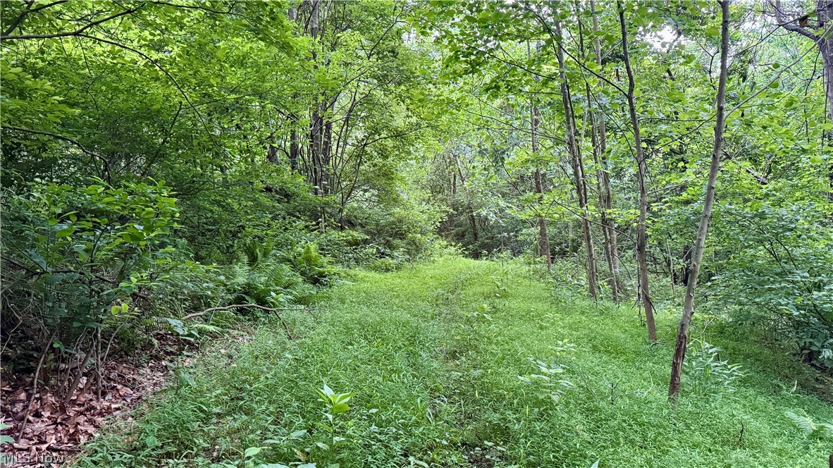 Marlott Run Road Kimbolton, OH 43749 - Photo 9 of 49
