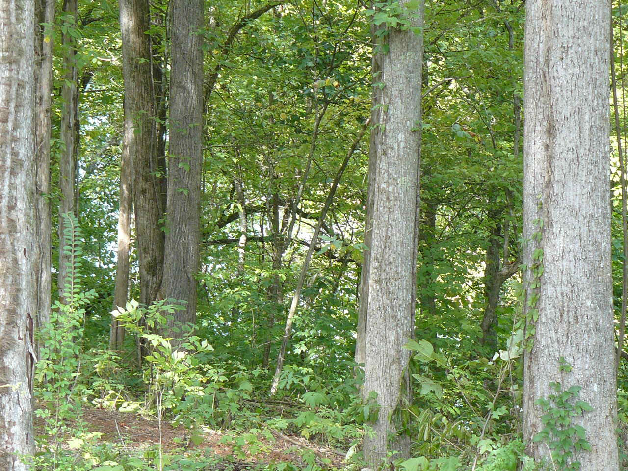 Lot 16 Helms Ferry Road Sharps Chapel, TN 37866 - Photo 3 of 3 Lot 16