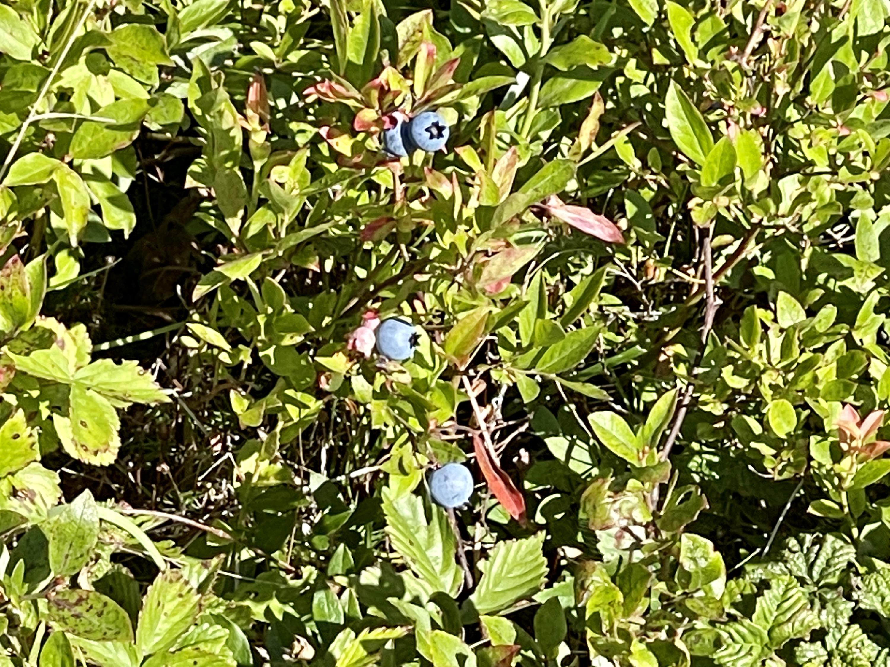 214 County Road Eastport, ME 04631 - Photo 7 of 23 F552C5C7-0052-4633-B36E-2807FFE5F6EE