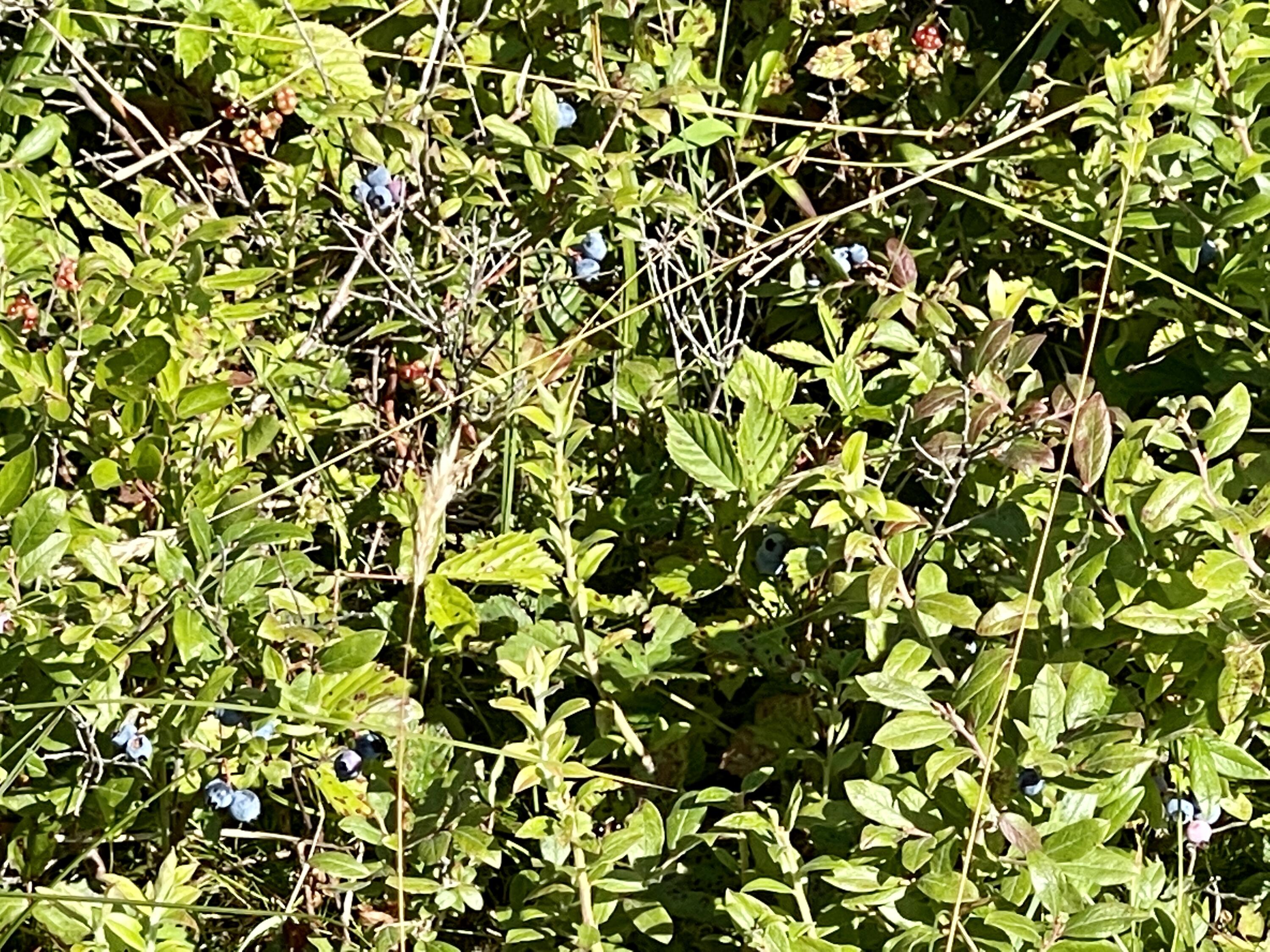 214 County Road Eastport, ME 04631 - Photo 8 of 23 A278C225-235D-4166-B21E-12589E481DFA