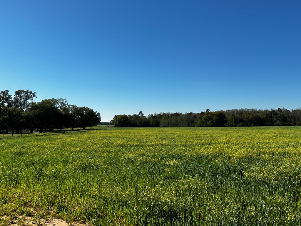 31.5-acres Ramer Loop Cottonwood, AL 36320 - Photo 8 of 13